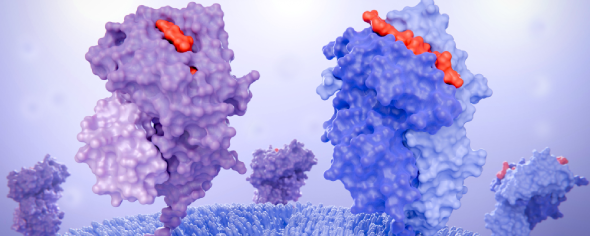 illustration of major histocompatibility complex I and II molecules on a tumor cell