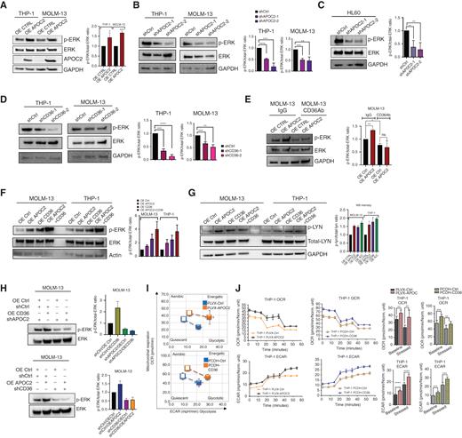 Figure 5. APOC2–CD36 activates the ERK signaling pathway and enhances metabolic activity of leukemic cells. A, The levels of p-ERK and total-ERK proteins detected by Western blot in THP-1 and MOLM-13 cells ectopically expressing APOC2 compared with empty vector control cells. GAPDH was used as an internal control (quantification of three independent repeats). B, The levels of p-ERK and total-ERK proteins detected by Western blot in THP-1 and MOLM-13 APOC2 knockdown and scramble control cells. GAPDH was used as an internal control (quantification of three independent repeats). C, The levels of p-ERK and total-ERK proteins detected by Western blot in HL60 APOC2 knockdown and scramble control cells. Right, the p-ERK/total-ERK ratio in the control and knockdown APOC2 cells (quantification of four independent repeats). D, The levels of p-ERK and total-ERK proteins detected by Western blot in THP-1 and MOLM-13 CD36 knockdown and scramble control cells. GAPDH was used as an internal control (quantification of three independent repeats). E, The levels of p-ERK and total-ERK proteins detected by Western blot in MOLM-13 OE Ctrl and OE APOC2 cells treated with IgG or CD36Ab. GAPDH was used as an internal control (quantification of two independent repeats). F, The levels of p-ERK and total-ERK proteins detected by Western blot in THP-1 and MOLM-13 OE Ctrl, OE APOC2, OE CD36, and OE APOC2+CD36 cells. Actin was used as an internal control (quantification of two independent repeats). G, The levels of p-LYN and total-LYN proteins detected by Western blot in MOLM-13 and THP-1 OE Ctrl, OE APOC2, OE CD36, and OE APOC2+CD36 cells. GAPDH was used as an internal control (quantification of two independent repeats). H, The levels of p-ERK and total-ERK proteins detected by Western blot in CD36 OE MOLM-13 cells transduced with shAPOC2 tet-on viral particles and in APOC2 OE cells transduced with shCD36 tet-on viral particles (quantification of two independent repeats). I, Cell energy phenotype of PLVX-Ctrl, PLVX-APOC2 and PCDH- Ctrl, and PCDH- CD36 THP-1 cells. Baseline phenotype is indicated by an open marker. Stressed phenotype is indicated by a filled marker. J and K, OCR (to quantify mitochondrial respiration) and ECAR (indicator of glycolysis) of PLVX-Ctrl, PLVX-APOC2 and PCDH- Ctrl and PCDH- CD36 THP-1 cells determined by Seahorse XF cell analysis. The differences between the groups were analyzed using unpaired t tests and one-way ANOVA (****, P < 0.0001; ***, P < 0.001; **, P < 0.01; *, P < 0.05; ns, not significant).