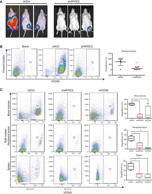 Figure 6. Conditional knockdown of APOC2 or CD36 reduced leukemia engraftment in AML NSG murine models. A, Bioluminescent imaging of NSG mice intravenously injected with HL60 shCtrl or shAPOC2 luciferase cells. B, Representative flow cytometry showing hCD45-positive engraftment in the PB of blank, HL60 shCtrl, and HL60 shAPOC2 luciferase cells. Quantification of engraftment of HL60 cells in the PB. C, Representative flow cytometry showing hCD45-positive engraftment in the BM, PB, and spleen of MOLM-13 shCtrl, MOLM-13 shAPOC2, and MOLM-13 shCD36 luciferase cells of NSG mice. Quantification of engraftment of MOLM-13 cells in the BM, PB, and spleen. The differences between the groups were analyzed using unpaired t tests (****, P < 0.0001; ***, P < 0.001; **, P < 0.01; *, P < 0.05).