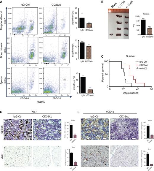 Figure 7. Treatment of CD36 blocking antibody delays leukemia engraftment in NSG murine model. A, NSG mice were engrafted with MOLM-13 cells for 7 days and then treated with CD36 antibody (CD36Ab) or IgG control. Representative flow cytometry results showing the engraftment of BM, PB, and spleen, quantification of engraftment in BM, PB, and spleen. B, Spleens collected from mice engrafted with MOLM-13 and treated with IgG and CD36 antibody and comparison of spleen weight between IgG group and CD36 antibody group. C, Survival data from mice engrafted with MOLM-13 and treated with IgG and CD36 antibody. D, Histology staining of Ki67 antibody on spleen and liver sections from mice engrafted with MOLM-13 and treated with IgG and CD36 antibody. Quantification analysis and representative staining of tissue sections obtained from the different organs. E, Histology staining of human CD45 antibody on spleen and liver sections from mice engrafted with MOLM-13 and treated with IgG and CD36 antibody. Quantification analysis and representative staining of tissue sections obtained from the different organs. The differences between the groups were analyzed using unpaired t tests (****, P < 0.0001; **, P < 0.01; *, P < 0.05).