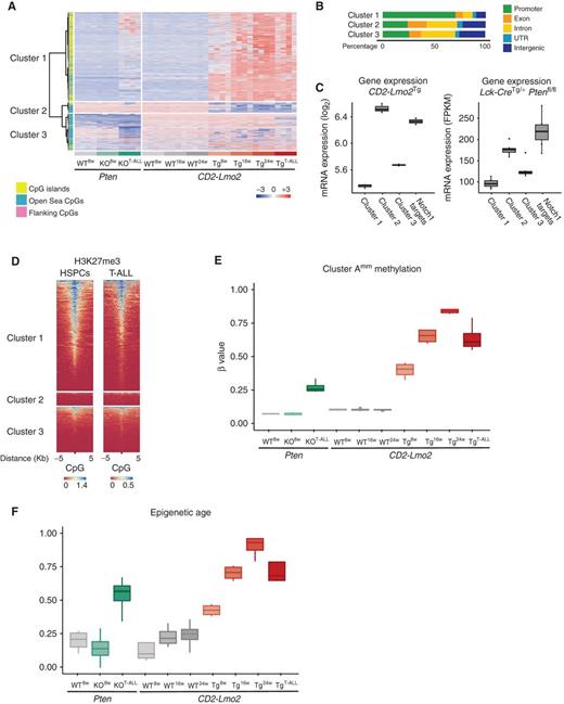 Figure 4. Murine in vivo T-ALL models recapitulate the COSMe phenotype. A, Mean-centered methylation scores (β values) of the most variably methylated CpGs in RRBS profiling of aging (8, 16, and 24 weeks) preleukemic and fully transformed CD2-Lmo2tg mice (Tg), 8-week-old and fully transformed Lck-CreTg/+Ptenfl/fl mice (KO), and littermate controls (WT), with indication of three main subclusters and their relation to CpG context. Data from 4 mice per condition. B, Percentage of CpGs located in different genomic categories for each of the clusters defined in A. UTR, untranslated region. C, Per sample mean expression of genes in the clus­ters defined in A shown in CD2-Lmo2tg mice (Limma log2 normalized counts, microarray data, GSE49164) or in Lck-CreTg/+Ptenfl/fl (FPKM RNA sequencing, GSE115346). Notch1 pathway genes are shown as positive reference values. D, ChIP-seq of H3K27me3 in murine clusters 1 to 3 (A) in CD34+ HSPCs (GEO: GSM4067369) and mouse T-ALL (GEO: GSM1506768). E, Methyla­tion at 726 cluster 1 CpGs (defined above in A) that overlap with genes in COSMe cluster A (defined in Fig. 1A, now termed cluster Amm sites) in aging preleukemic and transformed CD2-Lmo2tg, Lck-CreTg/+Ptenfl/fl, and control mice. F, Relative epigenetic age estimation for (pre)leukemic thymocytes from CD2-Lmo2tg, Lck-CreTg/+Ptenfl/fl, and control mice.