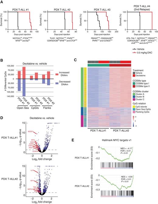 Figure 5. DNA methylation profiling of T-ALL PDXs treated with decitabine in vivo. A, Mice engrafted with T-ALL patient samples were treated two cycles with vehicle or decitabine (DAC, 0.5 mg/kg body weight) for 5 consecutive days followed by 2 days off and followed for survival analysis. Kaplan–Meier analysis of leukemia-free survival is shown (log-rank Mantel–Cox test) for each of the 4 PDX samples analyzed. B, Mice engrafted with T-ALL patient samples were treated with vehicle or decitabine (0.5 mg/kg body weight) for 5 consecutive days. Seven days after treatment initiation, leukemic blasts from control and decitabine-treated animals (n = 3 each group) were collected from the spleen and used for DNA methylation profiling with EPIC arrays. Number of significantly differentially methylated CpGs is shown for each PDX comparing decitabine-treated with vehicle-treated samples, with respect to their location inside different genomic categories. Red bars indicate more methylation after decitabine treatment, whereas blue bars mark a decrease in methylation upon treatment. CpGI, CpG island; DNAm, DNA methylation. C, β values of COSMe CpGs in PDX#1 and PDX#2 T-ALLs with decitabine or vehicle treatment. Methylation at the 5,000 COSMe CpG sites was used to determine COSMe-I and COSMe-II T-ALL subtypes. D, RNA-seq of samples described in A. Volcano plots show log2 fold change of protein-coding gene expression upon decitabine treatment for PDX T-ALL#1 and PDX T-ALL#2. Genes with Padj value lower than 0.05 are represented in blue (Deseq2). E, Preranked GSEA of PDX#1 and PDX#2 in decitabine versus control conditions.