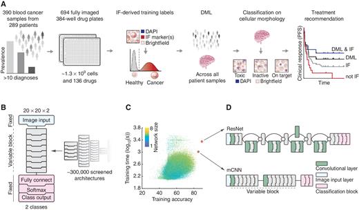 Figure 1. Screening neural network architectures for DML. A, Workflow and data set used for DML. 390 blood cancer samples were screened ex vivo on a library of 136 drugs, followed by automated confocal microscopy and single-cell image analysis. The final data set encompasses 696 fully imaged 384-well plates, imaging over 1.3 billion single cells in 5 channels: brightfield (BF), DAPI, and three channels used for IF staining of up to three markers identified by clinical diagnostics for each sample. DML uses CNNs trained to recognize malignant and healthy cells from just the DAPI and BF channels. CNN training is weakly supervised by marker immunofluorescence. DML-based drug scores were used to stratify patient PFS in a post hoc analysis. B, Graphical presentation of the randomized architecture screen. mCNN was selected based on training time, network size, and test accuracy from over 290,000 screened architectures. C, Scatterplot of training accuracy and corresponding training time of screened architectures. Storage size of the network data structures are color-coded. D, Graphical comparison of the mCNN and ResNet architectures.