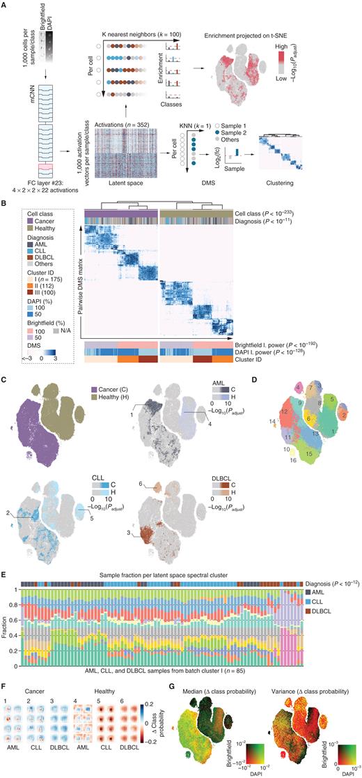 Figure 3. DML autonomously recognizes diagnosis-enriched cell morphologies. A, Workflow for the analysis of mCNN's latent space (left) by DMS (bottom right) and single-cell KNN enrichment (top right). Feedforward-propagation-derived activations of the last fully connected (FC) mCNN layer are analyzed. Bottom right, DMS is calculated by quantifying hypergeometric enrichment in the latent-space nearest neighbors between two samples, among the full set of samples. 1,000 cells per class and sample are used. Top right, Hypergeometric enrichment for categories (e.g., diagnosis) in the 100 nearest neighbors in latent space per cell. Enrichments are projected onto the t-SNE embedding. fc = fold change. B, Hierarchical clustering of the pairwise DMS matrix for 1,000 cells per class and sample. Leaf identity is color-coded according to the corresponding cell class (cancer, healthy), diagnosis, the laser power settings in the brightfield and DAPI channels, and the assigned cluster ID. The P values indicate cluster significance and are derived from hypergeometric testing.C, t-SNE embedding of mCNN activations for 350,000 cells (1,000 cells per class from 175 patient samples from cluster I in B colored according to cell class (top left) or to the diagnosis/class nearest neighbor enrichment in latent space for AML (top right), CLL (bottom left), or DLBCL (bottom right). Padjust values are derived from hypergeometric testing in the 100 nearest neighbors per cell. D, Spectral clustering of mCNN's latent-space projected onto the t-SNE embedding. E, Bar graph depicting fractions of cells calculated per sample and latent-space spectral cluster from D, for AML, CLL, and DLBCL samples from batch cluster I (n = 85). The corresponding clinical diagnosis for each sample is indicated above. The P value denotes cluster significance and is derived from hypergeometric testing. F, mCNN's delta class probabilities per image subregion for eight example cell images from each of the diagnosis- [AML (1, 4), CLL (2, 5), DLBCL (3, 6)] and class- [cancer (1, 2, 3), healthy (4, 5, 6)] enriched t-SNE regions in C. For every input image, each pixel was masked with a square (5 × 5 pixels) of equal intensity in the brightfield and DAPI channel. G, Median and variance of the delta class probabilities per cell image projected on the t-SNE–clustered mCNN latent space. Metrics were calculated for each image individually in the DAPI and brightfield channels, and t-SNE embedding is colored according to a 2D color map reflecting results for each channel.