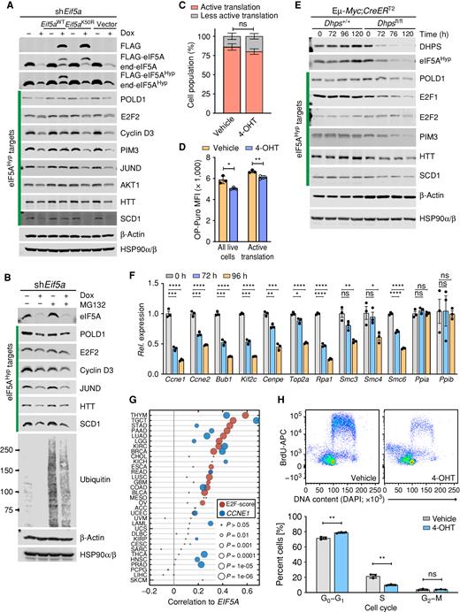 Figure 6. eIF5AHyp controls translation of regulators of cell-cycle progression and DNA replication in lymphoma. A, Immunoblot analyses of the indicated proteins in Eμ-Myc;Rosa26-rtTA lymphoma cells inducibly expressing only sh-Eif5a or sh-Eif5a plus either Eif5aWT or Eif5aK50R, or the vector alone, following Dox treatment for 84 hours. Although β-Actin was identified as a TElow gene following eIF5A or DHPS knockdown, the levels of β-Actin are unaffected by immunoblot analysis. HSP90α/β served as a second control. B, Immunoblot analyses of the indicated eIF5AHyp target proteins in Eμ-Myc;Rosa26-rtTA2 cells expressing sh-Eif5a with or without treatment with the proteasome inhibitor MG132 (10 μmol/L for 4 hours). C, Nascent polypeptide synthesis evaluated by OP-puro incorporation showing cell population (%) undergoing active translation in Eμ-Myc;CreERT2;Dhpsfl/fl cells treated with 4-OHT (72 hours; n = 3). D, MFI showing OP-puro incorporation in actively translating Eμ-Myc;CreERT2;Dhpsfl/fl cells (n = 3). E, Time-course immunoblot analyses of the indicated proteins in Eμ-Myc;CreERT2;Dhpsfl/fl lymphoma before and following deletion of Dhps. F, Relative mRNA expression of E2F target genes at the indicated time points following Dhps deletion in Eμ-Myc;CreERT2;Dhpsfl/fl cells, as analyzed by qRT-PCR (n = 3). Housekeeping genes Ppia and Ppib served as controls. G, Correlation between EIF5A and HALLMARK E2F target gene sets (MsigDB, red circles) and CCNE1 expression (blue circles) across TCGA data sets. E2F score is the PC1 from a principal component analysis. H, BrdU incorporation assays showing effects of Dhps loss on DNA synthesis in Eμ-Myc;Cre-ERT2;Dhpsfl/fl lymphoma treated with 4-OHT (72 hours; top) and quantification of cells at different cell-cycle phases (bottom; n = 3). Levels of significance determined by unpaired t tests in C, D, F, and H are indicated as follows: ns, not significant; *, P < 0.05; **, P < 0.01; ***, P < 0.001; ****, P < 0.0001. Error bar indicates mean ± SD.