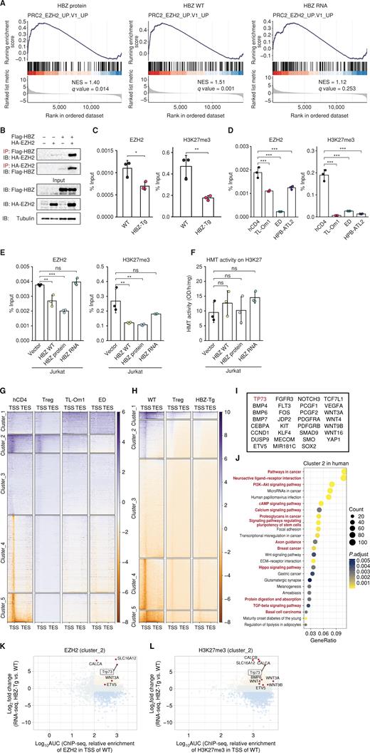 Figure 2. HBZ protein alters EZH2 genome-wide distribution and decreases its binding to the TAp73 promoter. A, GSEA plots for mouse CD4+ T cells transduced with WT or mutant HBZ compared with the vector. The normalized enrichment score (NES) and q-value are listed. B, Immunoprecipitation (IP) with anti-Flag antibody (Flag-HBZ) showing interaction between HBZ protein and EZH2 in HEK293T cells. IP was analyzed by SDS-PAGE and immunoblotting (IB). C–E, ChIP-qPCR for EZH2 and H3K27me3 in the TAp73 promoter region. The %Input is shown for WT or HBZ-Tg mouse CD4+ T cells (C), human CD4+ T cells from healthy donors (hCD4) or ATL cell lines (D), and Jurkat cells with stable transduction of WT or mutant HBZ (E; n = 3). F, Histone methyltransferase (HMT) activity on H3K27 among transduced Jurkat cells (n = 3). G and H, Heat maps for genomic regions with enriched ChIP-seq scores for H3K27me3. The score for each region was scaled and clustered based on healthy human donor CD4+ T cells (hCD4; G) or WT mouse CD4+ T cells (H) with transcription start site (TSS) and transcription end site (TES) labeling. In addition to Treg, ATL cells (TL-Om1 and ED; G) and cells from HBZ-Tg mice (H) were analyzed. I, Representative genes found in cluster 2 that were shared between the results from human and mouse cells in G and H, respectively. J, Results of KEGG pathway analysis using the genes in cluster 2 for humans (G). Shared pathways between human and mouse cells are highlighted in red. Statistical values and gene counts calculated by the clusterProfiler are shown. K and L, Scatter plots of mouse cluster 2 genes resulting from combinational analysis of RNA-seq (HBZ-Tg mouse CD4+ T cells relative to WT) and ChIP-seq [relative enrichments in TSS of WT as area under the curve (AUC)] for EZH2 (K) and H3K27me3 (L). Results are plotted as mean ± SD, using Student t test (C) or one-way ANOVA with the post hoc Dunnet test (D–F). *, P < 0.05; **, P < 0.01; ***, P < 0.001; ns, not significant.