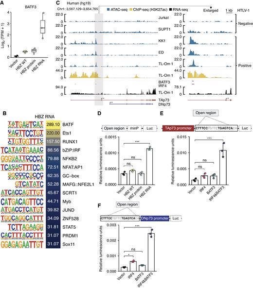 Figure 3. HBZ RNA activates both TAp73 and DNp73 promoters via BATF3-IRF4 transcriptional machinery. A, Transcripts per million (TPM) of BATF3 in HBZ-transduced murine CD4+ T cells (n = 3). B, The top-ranked enriched motifs of HBZ RNA-transduced murine CD4+ T cells with their log2 P values from the findMotifsGenome results (HOMER). C, Chromatin accessibility (ATAC-seq), H3K27ac enrichment, BATF3/IRF4 binding regions (ChIP-seq; SRX2548278 and SRX2548284; ref. 25) analyzed by using the ChIP-Atlas (73), and transcripts (RNA-seq) of the TP73 gene in HTLV-1–negative or –positive human T-cell lines. D, Promoter assays of the HTLV-1–specific open region identified in C (hg19 genome region of chr1:3593076–3594185) with a minimal promoter (minP) in HEK293 cells cotransfected with WT or mutant HBZ. The open region was inserted into pNL3.2.CMV after cloning of the genome region as shown in a schematic of construct. E and F, The IRF4/AP-1 motifs identified within the open region (hg19 genome region of chr1:3593076–3594185) were subjected to promoter assays with IRF4 and/or BATF3 induction: for the promoter of TAp73 (E) and the promoter of DNp73 (F; n = 3). A schematic of the assay construct is shown above the corresponding bar plot. Results are plotted with mean ± SD, using one-way ANOVA with the post hoc Dunnet test (D–F). *, P < 0.05; ***, P < 0.001; ns, not significant.
