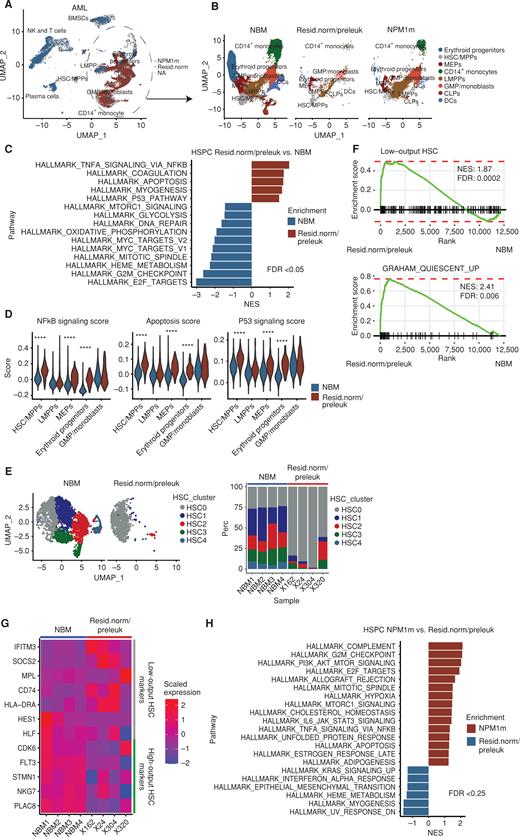 Figure 4. Nonleukemic hematopoiesis is suppressed in patients with AML, whereas NPM1-mutant cells display relative resistance. A, Uniform manifold approximation and projection (UMAP) distribution of NPM1-mutant (NPM1m; red) and residual normal/preleukemic cells (resid.norm/preleuk; blue) in the AML BM. NA (gray), not assignable. B, Distribution of normal, residual normal/preleukemic, and NPM1m cells within the HSPC and myeloid fractions in NBM and AML. C, Differentially expressed transcriptional programs in residual normal/preleukemic HSPCs in AML compared with HSPCs in NBM, as demonstrated by Hallmark analysis. Positive NES (normalized enrichment score) reflects programs enriched in residual normal, whereas negative scores indicate enrichment in NBM. All cells in HSC/MPPs, LMPPs, MEPs, erythroid progenitors, and GMP/monoblasts clusters were analyzed. D, Overexpression of Hallmark transcriptional signatures indicative of NFkB signaling, Apoptosis and P53 signaling in residual normal/preleukemic HSPC in comparison with their counterparts in the human NBM. ****, Padj < 0.0001 by the Wilcoxon test. E, Distribution and frequencies of HSC/MPP subsets of residual normal/preleukemic HSPCs in comparison with NBM. In two (out of six) AML samples, insufficient cells could be retrieved in the HSC/MPP subset for analysis. F, Enrichment of transcriptional programs indicative of low-output, quiescent, HSCs in residual normal/preleukemic HSC/MPPs in AML in comparison with their counterparts in the human NBM. G, Heat map for low- and high-output HSC marker genes in NBM and residual normal/preleukemic HSC/MPP population across all samples. H, Differentially expressed transcriptional programs in NPMm cells within the HSPC subsets in comparison with residual normal/preleukemic HSPCs, as demonstrated by Hallmark analysis. Positive NES (normalized enrichment score) reflects programs enriched in NPM1m HSPCs, whereas negative scores indicate enrichment in residual normal/preleukemic HSPCs. All cells in HSC/MPPs, LMPPs, MEPs, erythroid progenitors, and GMP/monoblasts clusters were used in the analysis.