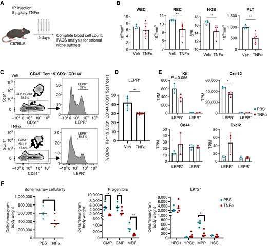 Figure 5. TNFα induces inflammatory remodeling of stromal niches and a reduction in HSPC numbers in mice. A, Experimental design of TNFα administration to C57BL/6 mice. Five daily i.p. injections at a dose of 5 μg were administrated followed by flow-cytometric assessment of BM stromal niches in collagenased bone fractions. B, Cytopenia (anemia and thrombocytopenia) in TNFα-treated mice. **, P < 0.01 by an unpaired t test. C and D, Relative loss of LEPR+ BMSCs within the niche fraction upon TNFα exposure. **, P < 0.01 by an unpaired t test. E, Expression of inflammatory makers and HSPC niche factors in CD51+ LEPR+ and CD51+LEPR− BMSCs after TNFα injection in mice. *, P < 0.05 by an unpaired t test. F, Number of total BM cells, committed progenitors, and LKS HSPC subtypes in mice after TNFα injection. *, P < 0.05; **, P < 0.01 by an unpaired t test. Error bar represents mean ± SE. Veh, vehicle; WBC, white blood cell count; RBC, red blood cell count; HGB, hemoglobin; PLT, platelet.