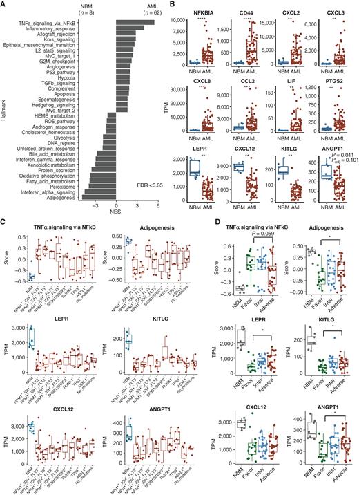 Figure 6. Inflammatory stromal activation and impaired expression of HSPC factors in AML are variable between genetic subtypes and risk groups. A, Differentially expressed gene programs in BMSCs from AML (n = 62) in comparison with NBM (n = 8) as assessed by Hallmark GSEA. B, Differential expression of genes encoding inflammatory cytokines/modulators and HSPC niche markers/factors in BMSCs from AML in comparison with NBM. **, Padj < 0.01; ***, Padj < 0.001; ****, Padj < 0.0001 by the Wald test and adjusted by FDR. TPM, transcripts per million. C, Enrichment of gene sets and expression of genes encoding HSPC niche markers/factors in BMSCs from patients with AML related to mutational status. Enrichment scores are calculated using the gene set variation analysis (GSVA) program. D, Enrichment of gene sets and expression of HSPC niche markers/factors in BMSCs from patients with AML related to distinct ELN2017 genetic risk categories. Wilcoxon test is applied for statistical analysis. *, P < 0.05. ELN, European Leukemia Network.