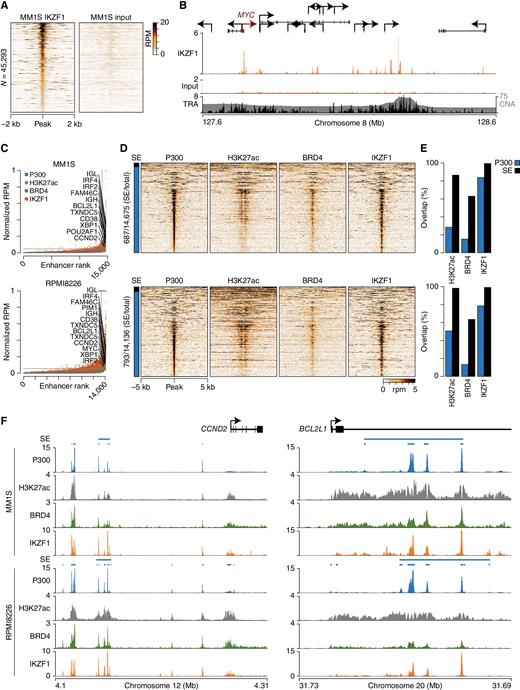 Figure 2. IKZF1 binds MM enhancers and super-enhancers. A, Heat map of IKZF1 of ChIP-seq peaks (left) and the input control (right) in MM1S cells. The scale is expressed in reads per million (RPM). B, IKZF1 binding at the MYC (red) locus compared with the input control. Translocation breakpoints (Tr, black) and the frequency of copy-number variant gains (CNV; gray) from CoMMpass samples are shown (bottom). C, P300 (blue) super-enhancer analysis in MM1S (top) and RPMI8226 (bottom). Binding of IKZF1 (orange), H3K27ac (gray), and BRD4 (green) to each P300-defined region is shown using the normalized RPM. D, Heat maps of P300, H3K27ac, BRD4, and IKZF1 in P300-defined enhancers from MM1S (top) and RPMI8226 (bottom). All heat maps were sorted by the size of the P300-defined super-enhancer (SE; annotated left). E, Overlap of H3K27ac, BRD4, and IKZF1 with P300 enhancers (blue) and super-enhancers (black). F, Genome plots of CCND2 (left) and BCL2L1 (right) loci showing P300 (blue), H3K27ac (gray), BRD4 (green), and IKZF1 (orange) binding in MM1S (top) and RPMI8226 (bottom). Scale is RPM.