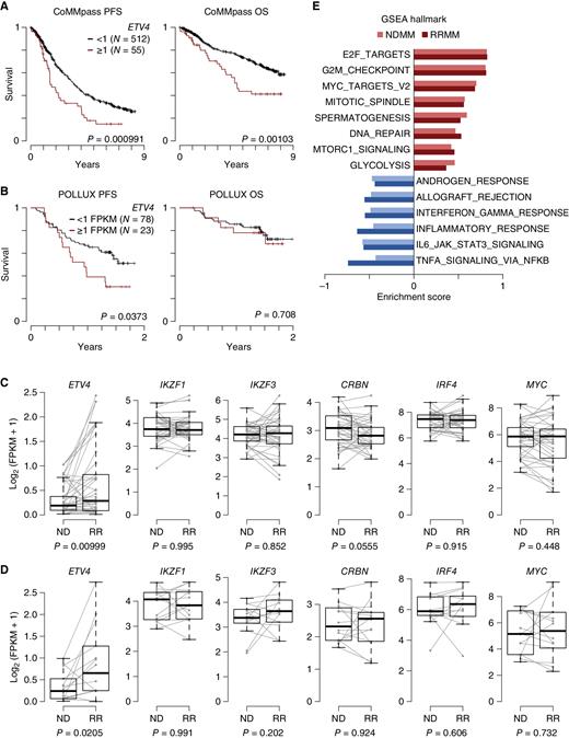Figure 7. ETV4 expression is associated with poor outcome and a proliferation gene-expression program. A, Kaplan–Meier PFS (left) and OS (right) of CoMMpass patients treated with IMiD as part of their first-line therapy (N = 567) stratified by ETV4 expression of 1 FPKM. B, PFS (left) and OS (right) analysis as in A applied to POLLUX patients treated with daratumumab, lenalidomide, and dexamethasone. C, Expression of ETV4, IKZF1, IKZF3, CRBN, IRF4, and MYC in paired samples collected at diagnosis (ND) and relapse (RR; N = 103) from CoMMpass patients (N = 47). D, Expression analysis of paired samples (N = 28) from POLLUX patients (N = 14) as in C. E, GSEA of gene sets associated with ETV4 expression in NDMM and RRMM samples from CoMMpass. Only gene sets with an FDR ≤0.05 in both analyses are shown. P values were determined using a Cox proportional hazards model Wald test (A and B) or a linear regression with a covariate for patients (C and D).