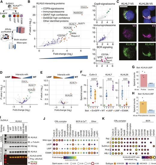 KLHL6 interacts with BCR and forms homodimers and heterodimers that are differentially impacted by recurrent mutations. A, High-throughput proteomic approach to determine KLHL6 protein interactions and impact of recurrent mutations in DLBCL context. C-terminally tagged KLHL6 constructs encoding WT protein and different mutants or EmGFP (tagged and nontagged) controls were used in 4–8 biological replicate purifications in two batches of mass spectrometry. B, Volcano plot of DESeq2 model between WT KLHL6 and EmGFP pull-downs showing only the KLHL6 interacting proteins (positive fold-change). Labeled gene names of proteins denote high-confidence interactors detected by SAINT analysis. Plots on the right highlight interacting protein components of the Cop9-signalosome, immune proteasome, and BCR signaling. C, Representative IF microscopy images showing colocalization between endogenous KLHL6 and C-terminally V5-tagged KLHL7 and KLHL26 constructs. Scale bar, 10 µm. D and E, Volcano plots of differentially interacting proteins between WT KLHL6 (eight replicates) and (D) KLHL6L65P (four replicates) and (E) KLHL6L90F (eight replicates). Proteins with positive fold-change (log2) interact more strongly with the WT bait. F, Box plots of spectral counts of peptides from selected prey proteins in the pull-downs according to different baits. Dots represent biological replicates. Mann–Whitney U test for comparisons, P values shown. G and H, Bar and dot plots of spectral counts for specific peptides in BTB mutant KLHL6 pull-downs encoding either mutated or WT amino acids from (G) KLHL6L65P and (H) KLHL6L90F peptides. Dots represent individual replicates, and bars represent their means. All analyzed pull-downs contained mutant (bait) and WT (prey) peptides. I, Western blot analysis of SuDHL4 cells transduced with Strep-tagged WT and mutant KLHL6 constructs or EmGFP control. In the eluate, purified for Strep-tag, one protein (bait) is detected with HA-antibody, whereas two proteins (bait and prey) are detected with KLHL6 antibody confirming homodimerization. J, Balloon plot showing the interactors of WT and mutant KLHL6 baits according to SAINT analysis. K, Balloon plot of WT KLHL6 interactors compared with EmGFP control purifications identified with AP-MS across multiple lymphoma cell lines from different molecular backgrounds. Validated key interactors identified from SuDHL5 are shown.