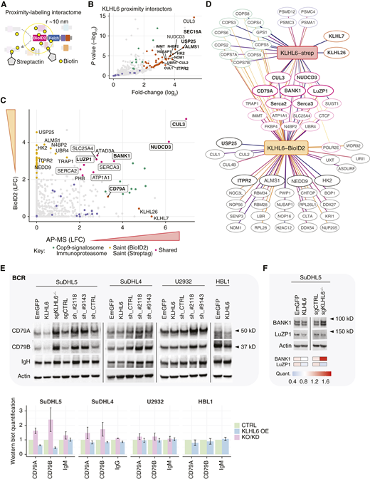 Complementary interactome screening with Kelch-domain coupled proximity-labeling reveals potential substrates of KLHL6 in B-cell context. A, Schematic representation of proximity-labeling (PL) substrate screening with BioID2 approach for C-terminally tagged KLHL6. B, Volcano plot of the DESeq2 model showing the differentially interacting proteins between BioID2-tagged WT KLHL6 and EmGFP constructs showing only the KLHL6-interacting proteins with a positive log2-transformed fold-change (LFC). Colors as in Fig. 3B. C, Comparison of KLHL6 interactomes obtained with the complementary protein interaction screening methods. Evidence for protein binding by APs (“AP-MS”) and proximity-labeling (“BioID2”) are indicated with LFCs of DESeq2 models with respective EmGFP control pull-downs. Labels indicate proteins with strong evidence by both methods and AP/PL-specific interactors not considered common contaminants in mass spectrometry experiments. D, Summary of identified KLHL6 interactors with the complementary screening methods. E, Western blots showing the impact of KLHL6 expression manipulation at the protein levels of BCR components CD79A, CD79B, and IgH (IgM or IgG) in four different cell lines. Below, bar blots show the quantified protein levels of the BCR components in cells with ectopic KLHL6 overexpression (KLHL6 OE) or KLHL6 silencing (KO, knockout; KD, knockdown) normalized to the total protein levels in relation to their respective controls (EmGFP, sgCTRL, or sh_CTRL). F, Western blots showing the impact of KLHL6 expression manipulation on the protein levels of its proximity interactors BANK1 and LuZP1. Heatmaps show the average quantified protein levels from KLHL6 overexpressing or knockout cells normalized to β-actin in relation to the EmGFP- or sgCTRL-transduced cells.
