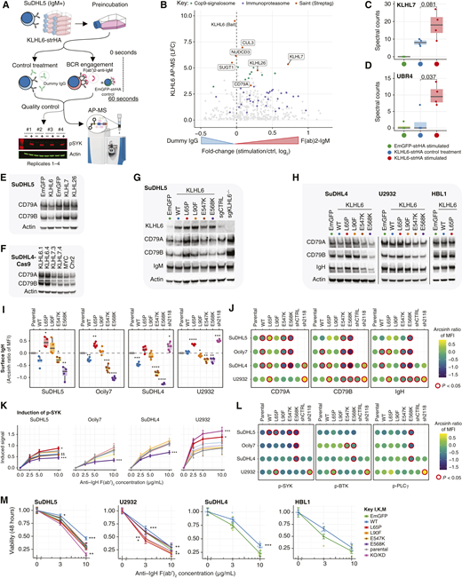Recurrent KLHL6 mutations alter levels of BCR components and impact responses to BCR stimulation. A, Strategy to investigate KLHL6 interactome upon BCR engagement. SuDHL5 cells with ectopic expression of Strep-tagged KLHL6 bait were treated at RT for 60 seconds with anti–human IgM F(ab′)2 fragment or nonspecific goat IgG antibody. Snap-frozen lysates were affinity-purified, and the interacting proteins were identified with mass spectrometry (AP-MS). SuDHL5 cells expressing Strep-tagged EmGFP were stimulated and analyzed as a control by AP-MS. B, Differences in KLHL6 interactome between the conditions. Y axis represents the LFC of KLHL6 interacting proteins against EmGFP control purifications in the DESeq2 model from Fig. 3B. C and D, Box and dot plots of non-normalized spectral counts of (C) KLHL7 and (D) UBR4 with induced interaction with KLHL6 bait upon stimulation. P values calculated with the Mann–Whitney U test. E and H, Western blot analyses of CD79A, CD79B, and IgH (IgM or IgG) in (E) SuDHL5 cells transduced with EmGFP control and nontagged KLHL6 WT or V5-tagged KLHL7 and KLHL26 overexpression constructs (F) Cas9-expressing SuDHL4 cells transduced with KLHL6 (KLHL6.1 and KLHL6.4) or KLHL7 (KLHL7.3 and KLHL7.4) targeting sgRNAs or control sgRNAs (MYC and Chr2; G) SuDHL5 cells transduced with KLHL6 WT and mutant constructs and (H) SuDHL4, U2932, and HBL1 cell lines transduced with WT and mutant KLHL6 constructs. I and J, Impacts of different KLHL6 constructs on the surface levels of all BCR components in SuDHL5 (n = 4), Ocily7, SuDHL4, and U2932 (n = 5) cell lines measured with flow cytometry. Values on y-axis (I) and the color fill (J) represent arcsinh ratio of MFI normalized to expression in parental cells. P values calculated with two-sided one-sample t test and (J) corrected for multiple testing with the Bonferroni method. K, Induction of SYK kinase phosphorylation measured by phospho-flow in various lymphoma cells expressing indicated KLHL6 mutants with different anti–IgH F(ab′)2 concentrations. Data pooled from 5 to 6 independent experiments. P values were calculated with one-way ANOVA followed by the Dunnett multiple comparisons test against the unstimulated control. L, Balloon plot of anti–IgM-induced or anti–IgG-induced (10 µg/mL) signaling in parental and genetically modified SUDHL5, Ocily7, SuDHL4, and U2932 cells overexpressing KLHL6 WT and mutant constructs measured by phospho-flow. Color fill shows the mean phosphorylated levels of SYK, BTK, and PLCγ as arcsinh ratio of MFI normalized to expression unstimulated cells. Statistical significance according to the one-way ANOVA test followed by the Dunnett multiple comparisons test. M, Cell viability (Cell titer Glo) in various cell lines with different KLHL6 genetic manipulations after 48 hours of treatment in indicated concentrations of F(ab′)2 anti-IgM or F(ab′)2 anti-IgG. Viability normalized to control treatment with unspecific goat IgG antibody. P values are calculated using the two-sided t test against EmGFP-expressing cells.