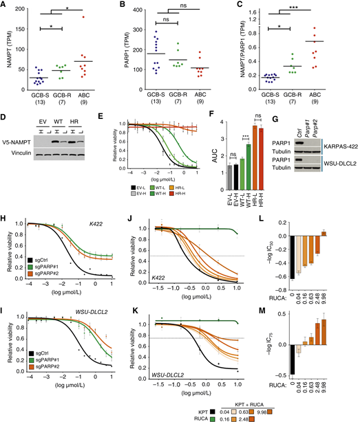 NAMPT:PARP1 expression ratio determines NAMPTi sensitivity. A–C, NAMPT transcript levels (A), PARP1 transcript levels (B), and NP ratios (C) for the indicated subsets (GCB-S, blue, n = 13; GCB-R, green, n = 7; ABC, red, n = 9). Horizontal lines represent averages. D, Western blot analysis of V5-tagged NAMPT and vinculin expression in the indicated pools of sorted cells. H (high) and L (low) refer to Venus-sorted fractions. E, KPT-9274 dose–response curves in SUDHL4 cells transduced with the indicated UBC-driven lentiviral vectors and sorted in high or low fractions according to their average Venus fluorescence: EV low (EV-L, gray); EV high (EV-H, black); WT low (WT-L, light green); WT high (WT-H, dark green); H191R low (HR-L, orange); and H191R high (HR-H, red). F, KPT-9274 AUCs for the SUDHL4 pools indicated in D. G, Western blot analysis showing PARP1 suppression by the indicated sgRNAs. β-Tubulin, loading control. H and I, KPT-9274 dose responses of isogenic KARPAS (K)-422 (H) and WSU-DLCL2 (I) transduced with vectors expressing CAS9 and the indicated sgRNA (sgCtrl, black; sgPARP#1, green; sgPARP#2, orange). J and K, KPT-9724 dose response of KARPAS-422 (J) and WSU-DLCL2 (K) in the presence of increasing concentrations of the PARP inhibitor rucaparib. Rucaparib-only, green. Dotted line indicates 50% (KARPAS-422) or 75% (WSU-DLCL2) viability. L, KPT-9274 IC50 s for KARPAS-422 cotreated with rucaparib at the indicated concentrations (μmol/L, RUCA). M, KPT-9274 IC75 s for WSU-DLCL2 cotreated with rucaparib at the indicated concentrations (μmol/L, RUCA). Error bars represent SD (E, F, H–K) or SE (L and M); n = 6 (E, F, H, and I) and n = 4 (J, and K) measurements per points. P values were calculated using Student t test. *, P < 0.05; ***, P < 0.001; ABC vs. GCB comparisons for NAMPT and PARP1 transcript levels (A–C) are corrected for multiple hypothesis testing (see Supplementary Table S3). EV, empty vector; Ctrl, control; HR, NAMPT H191R; K, KARPAS; ns, not significant; RUCA, rucaparib; WT, NAMPT wild type.