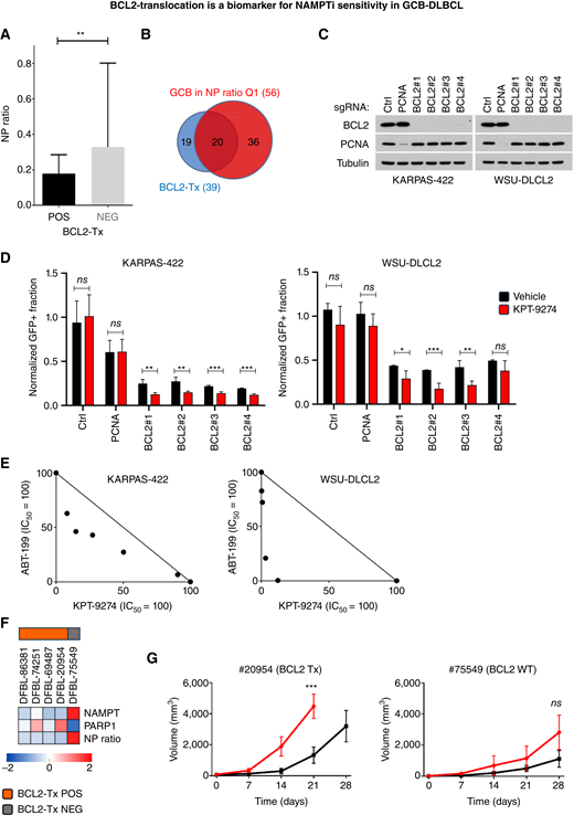 BCL2 translocation is a biomarker for NAMPTi sensitivity in GCB-DLBCL. A, Mean NP ratio in BCL2-translocated (n = 39, excluding double/triple hit) vs. not translocated (n = 94) GCB-DLBCL. B, Venn diagram of BCL2-translocated GCB-DLBCL and GCB-DLBCL cases in the bottom quartile of NP ratio distribution. C, Western blot analysis of the indicated proteins in WSU-DLCL2 and KARPAS-422 transduced with the indicated sgRNAs. D, Normalized GFP fraction (day 3 vs. day 0) of WSU-DLCL2 (right) and KARPAS-422 (left) cells carrying the indicated sgRNAs and left untreated (black bar) or treated with 500 nmol/L KPT-9274 for 3 days (red bar). E, Isobolograms for ABT-199 and KPT-9274 cotreatment in KARPAS-422 and WSU-DLCL2 (day 3). F, Heatmap of NAMPT and PARP1 gene expression levels and NP ratio in five GCB-DLBCL PDXs; BCL2 translocation status is indicated. G, Tumor volume measurement in PDX#20954 and PDX#75549 mice treated with KPT-9274 (black) or vehicle only (red) over the indicated times (n = 4/group). In the figure, error bars represent SDs. P values were calculated using Student t test with Welch correction (A), Fisher exact test (B), Student t test (D, E, and G). *, P < 0.05; **, P < 0.01; ***, P < 0.001. Ctrl, control; K, KARPAS; Neg, negative; ns, not significant; Pos, positive.