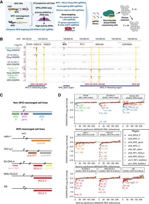 Overview of CRISPRi screening in lymphoma cell lines. A, Design strategy for sgRNA library and CRISPRi screen (NFR CRISPRi) targeting candidate enhancers in the MYC locus and RP regions, TF genes, and controls. B, Comparison of CRISPRi screening results in the MYC locus with the tiling sgRNA library [the y-axis shows the log2 fold change (FC) averaged over a 20-sgRNA sliding window] and NFR-focused sgRNA library (the y-axis shows the log2 fold change of individual sgRNAs) in MCL (Granta-519, SP-49) and GCB-DLBCL (Karpas-422) cell lines. Essential 5′ elements in MCL cell lines (NFR 148 and NFR 150) correspond to previously described Notch/RBPJ regulated MYC enhancers (21). C, Schematic diagram of chromosomal regions targeted in NFR-focused CRISPRi screens, including MYC locus regions and cell line–specific RP regions. The color code used for each region corresponds to that used for individual NFRs in (D). See Supplementary Table S2 for hg19 coordinates of each region. D, Summary of fitness effects for all targeted candidate enhancers (NFRs) in eight lymphoma NFR CRISPRi screens. Each data point represents one NFR, with log2 fold change (Y-axis) and FDR P value rank (X-axis) calculated by the MAGeCK RRA algorithm from all sgRNAs targeting that interval. Target NFRs are ranked along the X-axis by lowest negative selection FDR P value (left to right, intervals with log2 fold change <0) or lowest positive selection FDR P value (right to left, intervals with log2 fold change >0). Intervals are color-coded by genomic region as in (C). See Supplementary Table S2 for NFR and sgRNA genomic position and Supplementary Table S3 for details of MAGeCK analysis.