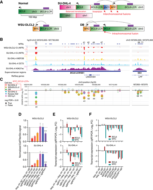 Activation of MYC by ternary complex–bound modules of the BCL6 super-enhancer. A, Schematic diagram of the normal BCL6 locus and parsimonious models for structural rearrangements involving the MYC and BCL6 locus in three DLBCL cell lines based on optical mapping and 4C-seq data. Red lines indicate intra- or inter-chromosomal fusions. See Supplementary Fig. S3A–S3C for details. B, CRISPRi sgRNA depletion or enrichment (log2 fold change) for BCL6 distal super-enhancer regions in the MYC::BCL6-LCR+ cell lines SU-DHL-4 and WSU-DLCL2. Also shown is ChIP-seq signal for H3K27ac and ternary complex TFs MEF2B and OCT2 in SU-DHL-4 (scale: fragments per million mapped fragments). BCL6 locus super-enhancer regions SE1 and SE3 are shown as previously defined (15); region SE1 is equivalent to BCL6-LCR. C, Plot of NFR-level sgRNA depletion or enrichment (MAGeCK RRA log2 fold change, y-axis) for targeted intervals in BCL6 distal super-enhancers in six GCB-DLBCL cell lines. Circles are sized proportionally to −log2(FDR), with neg|FDR used for log2FC <0 and pos|FDR used for log2FC >0. Filled circles represent neg|FDR <0.01. The three MYC::BCL6-LCR+ cell lines are indicated in the legend with a red box. D, Change in viable cellularity for dox-inducible KRAB-dCas9–expressing MYC::BCL6-LCR+ DLBCL cell lines expressing the two indicated sgRNA lentivectors. Cells were transduced with both vectors, sorted for dual tagBFP- and tagRFP-expressing cells, and then grown with or without dox for 7 days. The Y-axis shows the ratio of CellTiter-Glo signal for dox treated/untreated cells (two-tailed Student t test of n = 3 biological replicates per condition for dual-enhancer–targeting sgRNA-transduced vs. dual-control sgRNA-transduced; error bars are 95% CI). E, Differential expression of MYC and BCL6 (qRT-PCR) for populations of MYC::BCL6-LCR+ DLBCL cell lines expressing dox-inducible KRAB-dCas9 and two sgRNA vectors as in (D) (two-tailed Student t test of n = 3 technical replicates per condition for dual-enhancer–targeting sgRNA-transduced vs. dual-control sgRNA-transduced, color-coded by measured transcript per legend; error bars are 95% CI). F, Differential expression of MYC and BCL6 (qRT-PCR) in MYC::BCL6-LCR+ DLBCL cell lines expressing dox-inducible KRAB-dCas9 after transduction with indicated sgRNAs targeting MEF2B, POU2F2, or POU2AF1 (error bars are the SD of n = 5 technical replicates per sgRNA; bars are color-coded by measured transcript per legend). ***, P < 0.001. FC, fold change; neg ctrl, negative control; pos, positive.