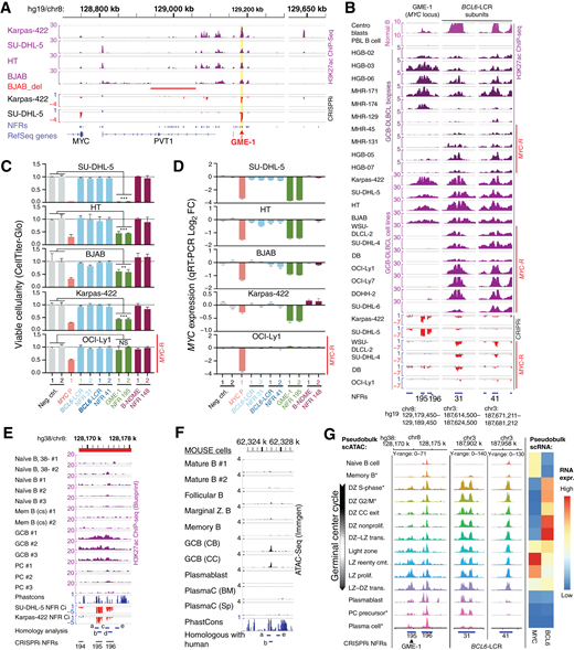 MYC-intact GCB-DLBCL is dependent on a 3′ developmental MYC enhancer. A, H3K27ac ChIP-seq signal and CRISPRi sgRNA depletion or enrichment (log2 fold change) from MYC-intact GCB-DLBCL cell lines. Yellow highlight shows the location of GME-1. B, Comparison of H3K27ac ChIP-seq data and CRISPRi sgRNA depletion in GCB-DLBCL cell lines for genomic regions containing GME-1 and the BCL6-LCR elements NFR 31 and NFR 41. Also shown at top are H3K27ac ChIP-seq data from normal human centroblasts and naïve B cells (87) and GCB-DLBCL patient biopsies [“HGB” datasets were previously published (15); “MHR” datasets are from the current work]. Note lack of GME-1 acetylation in DLBCL biopsies and cell lines with MYC rearrangement (MYC-R, indicated at right). C, Change in viable cellularity for MYC-intact DLBCL cell lines or MYC-rearranged OCI-Ly1 (dox-inducible KRAB-dCas9–expressing) after transduction with indicated sgRNAs targeting MYC or BCL6 locus NFRs. Each replicate was divided into media with or without dox, and the ratio of CellTiter-Glo signal (induced/uninduced) was determined at day 6 after induction (two-tailed Welch’s t test of pooled biological replicates, n = 3 per sgRNA, for two NFR 195-targeting sgRNAs vs. two control sgRNAs; error bars are 95% confidence interval). D, Change in MYC transcript levels (qRT-PCR) for MYC-intact DLBCL cell lines or MYC-rearranged OCI-Ly1 (dox-inducible KRAB-dCas9 expressing) after transduction with indicated sgRNAs targeting MYC or BCL6 locus NFRs (error bars are the SD for n = 3–5 technical replicates per sgRNA). E, H3K27ac ChIP-seq signal from sorted primary human B lineage subpopulations (Blueprint consortium) showing acetylation specific to GC B cells (GCB) at the GME-1 enhancer. Also abbreviated are naïve B cells, CD38-negative (naïve B, 38-), memory B cells – class-switched [“Mem B (cs)”], and plasma cells (“PC”). Conservation (Phastcons) and CRISPRi signal shown for comparison. “Homology analysis” shows position of intervals evaluated for conservation in other mammalian genomes. F, ATAC-seq data from sorted primary murine B lineage subpopulations (Immgen consortium), centered on sequences syntenic to human NFR 195. Note accessibility specific to GC B cell centroblasts “GCB-(CB)” and centrocytes “GCB-(CC).” Intervals with substantial homology between hg38 and mm10 are indicated at bottom. Note that subregions of human NFR 195 (“a” and “b”) are conserved in mouse, whereas human NFR 196 (“c” and “d”) lacks an identifiable homolog in mouse. G, Left: Pseudobulk ATAC-seq profiles for human tonsil B-cell populations defined via integrative single-cell RNA-seq (scRNA-seq) and ATAC-seq (36) at genomic regions containing essential MYC (NFR 195-196) and BCL6 (NFR 31 and NFR 41) locus enhancers identified in GCB-DLBCL cell lines. Populations were defined per the original publication, with population names followed by asterisks consisting of two or more similar populations that were merged (see “single-cell ATAC-seq and RNA-seq analysis” in “Methods” for details of populations merged). GC DZ and LZ population names are abbreviated: “DZ nonproliferative,” “DZ–LZ transition,” “LZ–DZ reentry commitment,” “LZ proliferative,” and “LZ–DZ transition.” The arrow at left indicates the proposed sequence of these populations in the GC cycle as per the original publication. Normalized Y-axis signal range (Signac CoveragePlot) is labeled at top for each genomic region and is the same for all tracks. Right: Relative expression of MYC and BCL6 transcripts from scRNA-seq data in the same populations as assigned in the original publication (harmonized between scATAC-seq, multiome, and scRNA-seq). **, P < 0.01; ***, P < 0.001; ns, not significant, P ≥ 0.05. expr., expression; FC, fold change; neg ctrl, negative control.