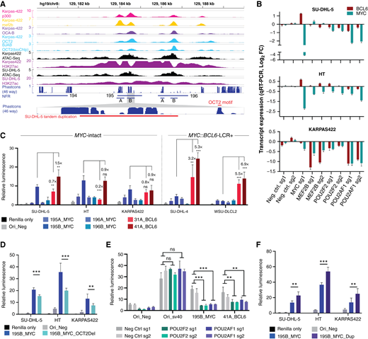 The GME-1 MYC enhancer shows selective transactivation in MYC-intact cell lines and is directly regulated by the OCT2 ternary complex. A, Detail of the GME-1 enhancer with ATAC-seq, H3K27 ChIP-seq, and ChIP-seq for OCT2, OCA-B, MEF2B, and p300 in the indicated cell lines. OCT2 BioChIP in BJAB cells is from Hodson and colleagues (39) and represents binding of a transgenically expressed biotinylated OCT2 protein, whereas all other ChIP-seq datasets profile endogenous proteins. Inset at bottom shows further detail of the Phastcons conserved element track for sub-region 195B (see Supplementary Fig. S5E for further detail), with the positions of the conserved OCT2 motif and the genomic duplication identified in the SU-DHL-5 cell line indicated. B, Differential expression of MYC and BCL6 (qRT-PCR) in GME-1–dependent DLBCL cell lines expressing dox-inducible KRAB-dCas9 after transduction with indicated sgRNAs targeting MEF2B, POU2F2, and POU2AF1 (error bars are the SD of five technical replicates per sgRNA; bars are color-coded by measured transcript per legend). C, Transcriptional reporter assays conducted in MYC-intact and MYC::BCL6-LCR+ DLBCL cell lines with conserved subregions of essential MYC and BCL6 NFRs cloned into the STARR-seq_Ori luciferase vector. See Supplementary Fig. S5E–S5H for details of the indicated regions. The signal ratio and statistical comparison for MYC enhancer 195B vs. each BCL6 enhancer is indicated for each cell line (two-tailed Student t test of biological replicates (n = 3); error bars are 95% confidence interval). D, Transcriptional reporter assays in MYC-intact cell lines for constructs bearing the reference NFR 195B enhancer region or the same region with deletion of the OCT2 motif (“195B_MYC_OCT2Del”) indicated in (A) [two-tailed Student t test of biological replicates (n = 3); error bars are 95% CI]. E, Transcriptional reporter assays conducted in HT cells expressing inducible KRAB-dCas9 and transduced with the indicated sgRNAs. Following puromycin selection, cells were electroporated with the indicated constructs and induced with dox for 48 hours prior to Dual-Glo luciferase assay [two-tailed Student t test of biological replicates (n = 3); error bars are 95% CI]. F, Transcriptional reporter assays in MYC-intact cell lines for constructs bearing the reference NFR 195B enhancer region or a clone of the same region from the SU-DHL-5 cell line bearing a partial tandem duplication (“195B_MYC_Dup”) as indicated in (A) [two-tailed Student t test of biological replicates (n = 3); error bars are 95% CI]. **, P < 0.01; ***, P < 0.001; ns, not significant; P ≥ 0.05. FC, fold change; neg ctrl, negative control.