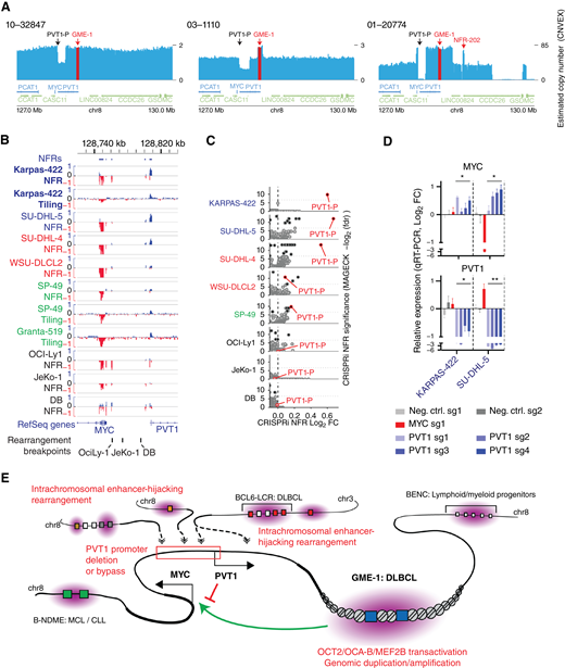 The PVT1 promoter is a cis-repressor of MYC activation by native enhancers and a subset of rearrangements. A, Genomic coverage plots of WGS data from three DZSig+ DLBCL biopsies (13) that show deletion of the PVT1 promoter (black arrow). The position of the GME-1 enhancer is labeled (red arrow and shading) to highlight copy gain of this element in biopsies 03-1110 and 01-20774. The position of a focal copy gain of NFR-202 in 01-20774 is also indicated. See Supplementary Fig. S7A for details of all SVs involving the MYC TAD in these datasets. B, Depletion or enrichment (log2 fold change) for sgRNAs targeting the MYC and PVT1 promoter regions in MYC locus tiling (20 sgRNA sliding window) and NFR-focused CRISPRi screens (log2 fold change of individual sgRNAs). Cell line names are color-coded as follows: blue, MYC-intact GCB-DLBCL; red, MYC::BCL6-LCR+ GCB-DLBCL with the breakpoint downstream of the PVT1 promoter; green, MYC-intact MCL; and black, DLBCL and MCL cell lines with MYC rearrangement breakpoint between the MYC gene and the PVT1 promoter. C, Volcano plots of MAGeCK analysis on NFR CRISPRi screens (cropped to highlight enriched regions), showing enrichment of sgRNAs targeting the PVT1 promoter (NFR 156). Cell line names are color-coded by subtype and rearrangement as in (B). D, Relative PVT1 and MYC transcript levels (qRT-PCR) in GME-1-dependent cell lines (dox-inducible KRAB-dCas9 expressing) after transduction with indicated sgRNAs targeting the MYC or PVT1 promoters (one-tailed Welch t test of mean values for four PVT1-P-targeting sgRNAs vs. two control sgRNAs; error bars show the SD of n = 5 technical replicates). E, Summary of MYC activation mechanisms identified in MYC-rearranged and MYC-intact mature BCL cell lines. *, P < 0.05; **, P < 0.01. CLL, chronic lymphocytic leukemia; FC, fold change. Neg. ctrl, negative control.