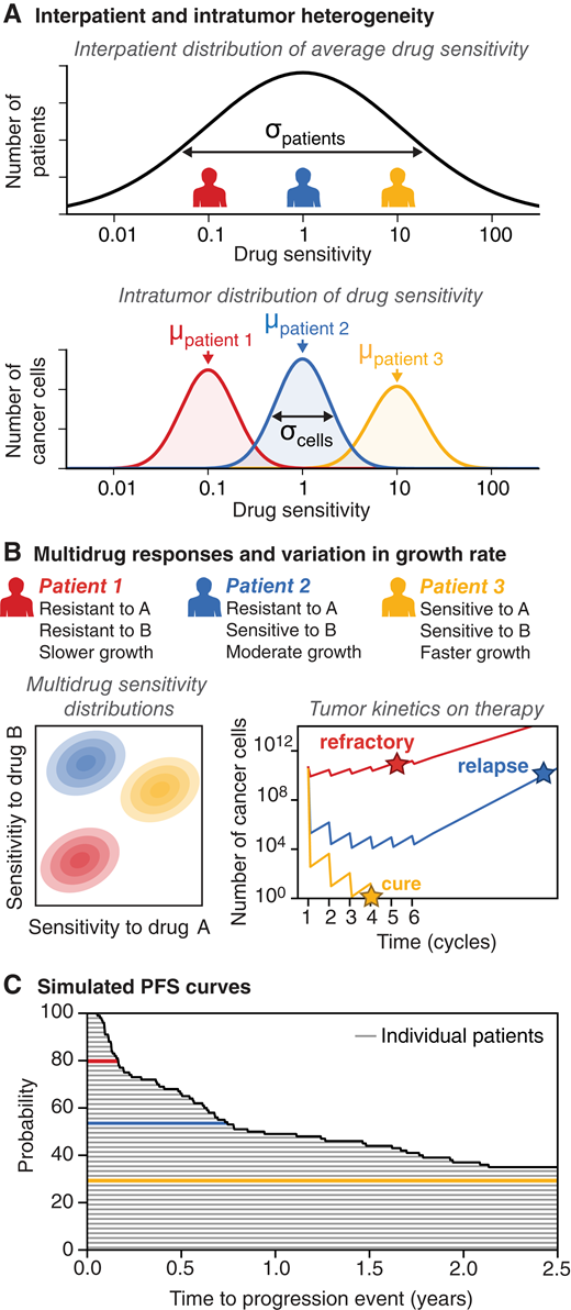 Including interpatient heterogeneity to simulate clinical trials. A, Top, Interpatient variation is simulated by sampling each virtual patient’s drug sensitivity from a log-normal distribution with mean μpatients and interpatient heterogeneity σpatients. Bottom, Each patient’s cancer is then modeled as a population of cells with a distribution of drug sensitivities (as shown in Fig. 1), with the average μpatient N and intratumor heterogeneity σcells. B, Drug combinations are modeled by describing each tumor with a multivariate sensitivity distribution, with one dimension per drug. A virtual patient’s trajectory of tumor population is calculated from their drug sensitivity distribution, initial tumor size, and tumor growth rate. Trajectories for three virtual patients are shown. C, Progression times from tumor trajectories of a virtual cohort are used to generate PFS distributions.