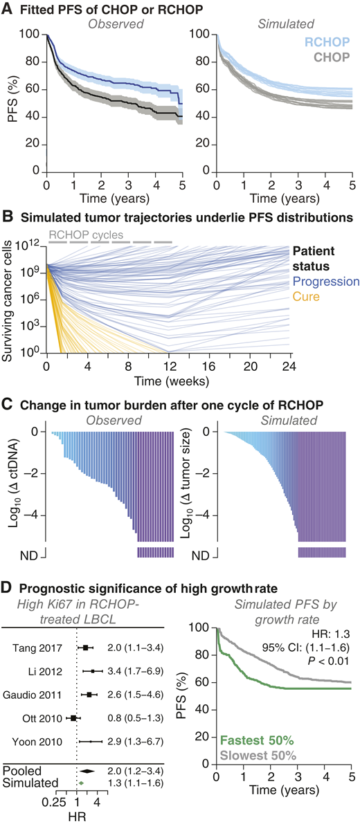 Model reproduces clinical efficacy of combination chemoimmunotherapy in DLBCL. A, PFS distributions of CHOP or RCHOP as first-line therapy for DLBCL (RICOVER-60 trial, arms with six or eight cycles are aggregated; 95% CIs are shown) are approximately reproduced by simulations. Each simulation line is one parameter set from an ensemble of acceptable sets (Supplementary Figs. S4 and S5). B, Simulated tumor kinetics of virtual patients treated with RCHOP, using the parameter set closest to the center of the ensemble. Simulated PFS curves shown in (A) are calculated from 1,000 such simulated patients. For clarity, lines connect the minimum of tumor population after each cycle and therefore lack the “sawtooth” appearance of Fig. 2B. C, Simulated and observed changes in lymphoma population after the first cycle of RCHOP. Observed changes were measured by liquid biopsy assays of ctDNA (40). Simulated changes are from trajectories in (B). D, Pooled analysis of the HR for disease progression associated with high Ki67 expression, indicating rapid tumor proliferation, in studies on patients with DLBCL treated with RCHOP. Simulations of RCHOP, stratified by tumor growth rate, produce a similar prognostic effect of rapid tumor proliferation. LBCL, large B-cell lymphoma; ND, no detectable ctDNA.