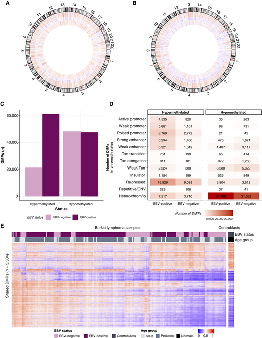 Burkitt lymphoma (BL) genomes contain global demethylation and localized hypermethylation. A, Global averaged methylation of normal centroblast (n = 6) and EBV-positive BL (n = 130) samples. Methylation values from individual EPIC array probes were binned into 1-Mbp windows, and the average of each bin is shown on a heat scale. Data are arranged in concentric rings starting from the outermost ring: normal centroblasts, the difference in methylation levels between EBV-positive BL and centroblasts, and EBV-positive BL. B, Global averaged methylation of normal centroblast (n = 6) and EBV-negative BL (n = 88) samples. Methylation values from individual EPIC array probes were binned into 1-Mbp windows, and the average of each bin is shown on a heat scale. Data are arranged in concentric rings starting from the outermost ring: normal centroblasts, the difference between EBV-negative BL and normal centroblasts, and EBV-negative BL. C, A comparison of the number of significant DMPs (|abs(logFC)|> 0.25 and Q < 0.05) from Illumina EPIC array that were hypermethylated and hypomethylated among each EBV-positive BL (n = 130) and EBV-negative BL (n = 88) samples when compared with normal centroblast (n = 6) samples. D, The chromatin state associated with the DMPs in (C) are shown as a total number of probes with DMP in BL vs. normal centroblasts. E, The averaged methylation of samples across DMRs shared between EBV-positive (n = 130) and EBV-negative (n = 88) samples when compared with normal centroblast (n = 6) samples. CNV, copy-number variation; Heterochrom/lo, heterochromatin/low signal; Txn, transcriptional.