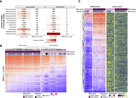 Methylation patterns in Burkitt lymphoma (BL) are associated with EBV status. A, The chromatin state associated with significant DMPs from the EPIC array that were hypermethylated and hypomethylated from comparing EBV-positive (n = 130) against EBV-negative (n = 88) BLs shown as a number of all significant DMPs. The number of EPIC array probes contained within each chromatin region that was differentially methylated between BL and centroblasts (CB) (from Fig. 1C) is displayed as the background reference. B, The averaged methylation of samples across DMRs identified from the EPIC array comparing EBV-positive (n = 130) and EBV-negative (n = 88) BLs. Normal centroblast samples (n = 6) are shown as the reference. C, The heatmap on the left represents averaged methylation of samples across DMRs identified from the EPIC array comparing EBV-positive (n = 130) and EBV-negative (n = 88) BLs that were significantly (R2 > 0.4 and Q < 0.01) correlated with gene expression as quantified by RNA-seq analysis. The heatmap on the right indicates the expression of genes associated with each DMR. Rows in both heatmaps are in the same order with each row depicting a DMR and the expression of its associated gene. CNV, copy-number variation; Heterochrom/lo, heterochromatin/low signal; neg, negative; pos, positive; Txn, transcriptional.