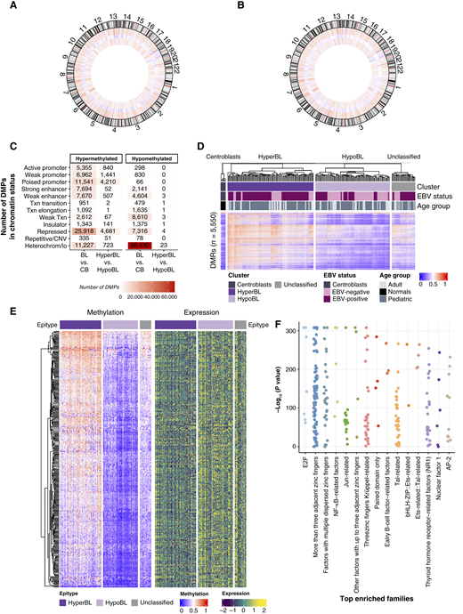Burkitt lymphoma (BL) epitypes have distinct methylation patterns. A, Global averaged methylation of normal centroblast (n = 6) and HyperBL (n = 102) samples. Methylation values from individual EPIC array probes were binned into 1-Mbp windows and the average of each bin is shown on a heat scale. Data are arranged in concentric rings starting from the outermost ring: normal centroblast, the difference in methylation levels between HyperBL and centroblast, and HyperBL samples. B, Global averaged methylation of normal centroblast (n = 6) and HypoBL (n = 88) samples. Methylation values from individual EPIC array probes are binned into 1-Mbp windows and the average of each bin is shown on a heat scale. Data are arranged in concentric rings starting from the outermost ring: normal centroblast, the difference in methylation levels between HypoBL and centroblast, and HypoBL samples. C, The chromatin state associated with significant DMPs from the EPIC array that were hypermethylated and hypomethylated from comparing HyperBL (n = 102) against HypoBL (n = 88) samples is shown as a number of all significant DMPs (|abs(logFC)|> 0.25 and Q < 0.05). The number of EPIC array probes contained within each chromatin region that were differentially methylated between BL and centroblasts (CB) (from Fig. 1C) is displayed as the background reference. D, The averaged methylation of samples across DMRs identified from the EPIC array comparing HyperBL (n = 102) and HypoBL (n = 88). Normal centroblast samples (n = 6) are shown as the reference, and unclassified samples (n = 28) are shown for comparison. E, The heatmap on the left represents averaged methylation of samples across DMRs identified from the EPIC array comparing HyperBL (n = 102) and HypoBL (n = 88) that were significantly correlated with gene expression. The heatmap on the right indicates the expression of the genes associated with each DMR. Rows in both heatmaps are in the same order with each row depicting a DMR and the expression of its associated gene. Unclassified samples (n = 28) are included for comparison. F, Dot plot depicting the top 15 enriched families of TFs with binding sites identified within the DMRs based on epitype. The x-axis depicts the different families of TFs, and the y-axis depicts the −log10(P value) of each TF. CNV, copy-number variation; Heterochrom/lo, heterochromatin/low signal; Txn, transcriptional.