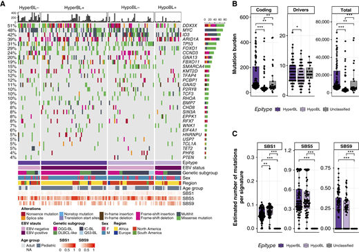 Mutational profiles associated with the Burkitt lymphoma (BL) epitypes. A, Oncoplot of coding mutations identified by WGS in the genes determined to be associated with BL (29) and their occurrence across epitypes. The percentages on the left indicate the frequency of coding mutations of each specific gene across all samples. Each column of the oncoplot represents an individual sample. The mutations are colored according to their type. Gray tiles on the oncoplot represent the absence of mutations of the specific gene. Samples (n = 190) within each epitype are ordered on the basis of EBV status to highlight key differences. B, Box and whisker plots showing the mutation burden across HyperBL (n = 102), HypoBL (n = 88), and unclassified (n = 28) samples. In order from left to right the plots show the total number of coding mutations, driver mutations, and genome-wide mutation load as identified from the WGS. Samples were subjected to the Wilcoxon rank-sum test. C, Estimated number of mutations per COSMIC signatures SBS1, SBS5, and SBS9 in BL tumors (n = 218) stratified by epitype. Each point represents individual sample, and the y-axis shows the total number of mutations associated with that signature. Samples were subjected to the Wilcoxon rank-sum test. *, P < 0.05; **, P < 0.01; ***, P < 0.001 (P values at or above 0.05 are not shown).