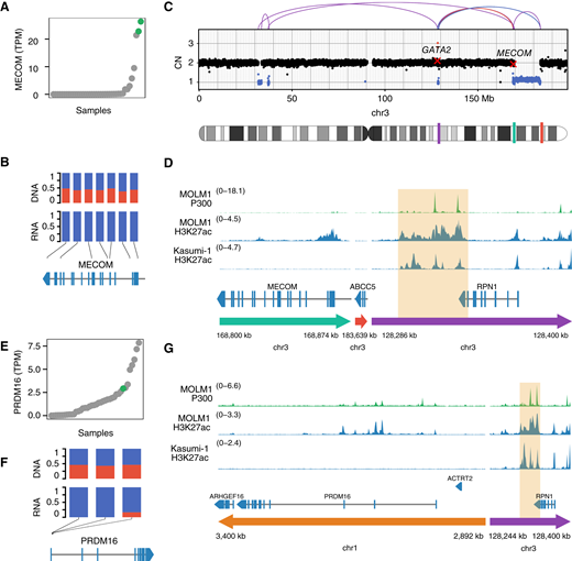 Activation of MECOM and its homolog PRDM16 by a GATA2 enhancer. A, Expression of MECOM in all samples in TPM, ranked by expression of MECOM, in which samples 15PB19457 and 15KM20146 with breakpoints near MECOM are highlighted in green. B, Variant allele frequencies in WGS (DNA) and RNA-seq for SNPs in MECOM for sample 15PB19457 (major allele frequencies in blue and minor allele frequencies in red). C, Copy numbers (CN) and SVs on chromosome 3 for sample 15PB19457. Copy number losses are indicated in blue, and gains in red. SVs are shown as arcs at the top, in which the color indicates the orientation of the breakpoint: blue for deletion, red for duplication, and purple for inversion. In the chromosome ideogram, the three regions that are displayed with a zoom-in in (D) are highlighted in colors, with colors matching the arrows in (D). D, ChIP-seq tracks for P300 and H3K27ac in the myeloid cell lines MOLM-1 and Kasumi-1 in the region around MECOM for the rearranged chromosome of sample 15PB19457. The putative enhancer is highlighted in orange. E, Expression of PRDM16 in all samples, ranked by PRDM16 expression, in which sample 16KM11270 with a breakpoint near PRDM16 is highlighted in green. F, Variant allele frequencies in WGS (DNA) and RNA-seq for SNPs in PRDM16 in TPM for sample 16KM11270 (major allele frequency in blue and minor allele frequency in red). G, ChIP-seq tracks for P300 and H3K27ac in the myeloid cell lines MOLM-1 and Kasumi-1 in the region around PRDM16 on the rearranged chromosome of sample 16KM11270. The putative enhancer is highlighted in orange. chr, chromosome.
