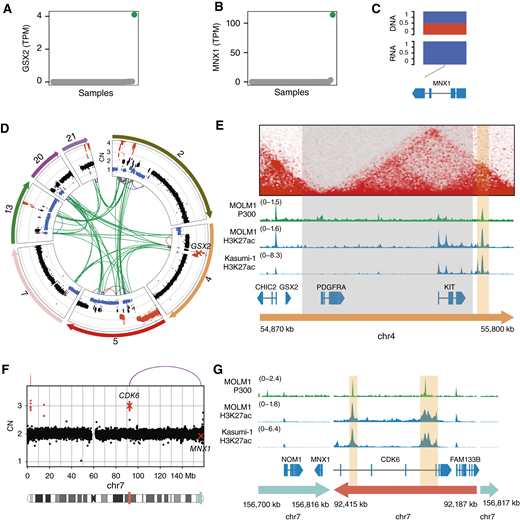 The homeobox genes GSX2 and MNX1 can be activated by atypical mechanisms. A,GSX2 expression in all samples in TPM, with sample 16PB5693 with GSX2 expression highlighted in green. B,MNX1 expression in all samples in TPM, with sample 15PB8708 with MNX1 overexpression highlighted in green. C, Variant allele frequencies in WGS and RNA-seq for an SNP in MNX1 in sample 15PB8708 (major allele frequency in blue and minor allele frequency in red). D, Circos plot showing CNAs and SVs in sample 16PB5693 for the chromosomes involved in a chromothripsis event. Copy number (CN) losses are indicated in blue, and gains in red. SVs are shown as arcs at the center, with interchromosomal breakpoints in green, duplications in red, deletions in blue, and inversion in purple. E, HiC data from HSPCs (19) and ChIP-seq data from myeloid cell lines in the region around GSX2. The putative enhancer is highlighted in orange, and the region in gray is deleted in sample 16PB5693. F, CNs and breakpoints on chromosome 7 for sample 15PB8708. In the chromosome ideogram, regions highlighted in red and teal correspond to the regions shown in (G), with matching colors. G, ChIP-seq tracks for P300 and H3K27ac in the myeloid cell lines MOLM-1 and Kasumi-1 in the region around MNX1 on the rearranged chromosome of sample 15PB8708. Enhancers of the CDK6 region are highlighted in orange. chr, chromosome.