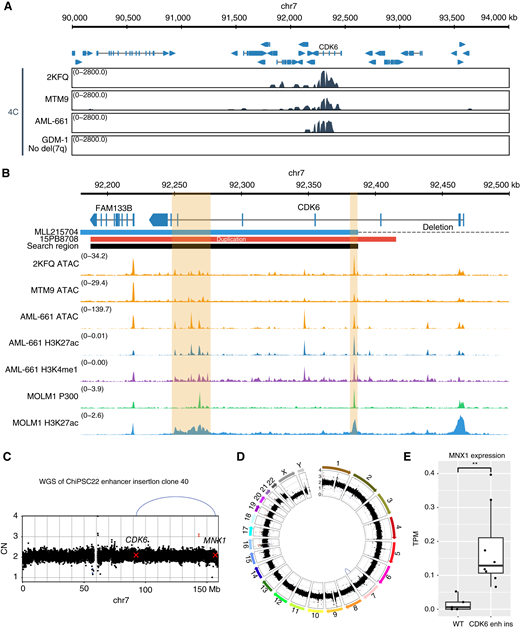 Putative enhancers in the CDK6 region interact with MNX1 in del(7q) AML. A, Chromatin interaction detected with 4C in the region around CDK6 using MNX1 as viewpoint, for three different del(7)(q22q36) samples and one control sample (GDM-1 cell line) without del(7q). B, The 200 kb search region based on the enhancer duplication (sample 15PB8708) and the sample with the leftmost deletion (MLL215704), with tracks for enhancer marks: ATAC-seq in del(7q) samples MTM9 and 2KFQ, ATAC-seq and ACT-seq against H3K27ac and H3K4me1 in the PDX sample AML-661 derived from a del(7q) patient, and ChIP-seq against P300 and H3K27ac in the MOLM-1 cell line. The putative enhancers are highlighted in orange. C, Copy number (CN) profile and SVs on chromosome 7 in the engineered cell line validating the insertion of the 1 kb region. D, Circos plot for the same cell line showing the absence of other rearrangements. Copy number losses are indicated in blue, and gains in red. SVs are shown as arcs at the center, with interchromosomal breakpoints in green, duplications in red, deletions in blue, and inversion in purple. E,MNX1 expression in TPM for the parental ChiPSC22 HSPCs (n = 5, from independent differentiation experiments) compared with the engineered cell with the enhancer insertion (enh ins; n = 8, from independent differentiation experiments for two different cell lines). **, P < 0.01 using a two-sided t test. chr, chromosome.