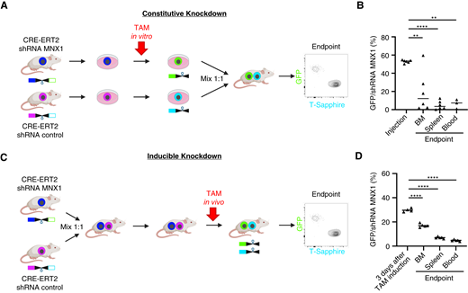 Knockdown of MNX1 reduces tumor load of AML PDX cells in vivo. A, Scheme depicting the experimental setup of the in vivo constitutive experiment. AML-661 PDX cells expressing the cassettes for both CRE-ERT2 and the shRNA addressing MNX1 or a control gene were amplified in mice. Fresh PDX cells were stimulated with TAM (single dose, 200 nmol/L, 72 hours) to induce the knockdown in vitro. Cells with knockdown were enriched by flow cytometry gating on the respective fluorochrome markers GFP (knockdown of MNX1) and T-Sapphire (control knockdown). The two populations were mixed at a 1:1 ratio and injected into mice. The ratio between both populations was measured at advanced leukemic disease in different organs (more than 60% hCD33+ cells in PB). B, The results of the experiment described in (A) using five mice. C, Scheme depicting the experimental setup of the in vivo inducible experiment. The cell populations described in (A) were mixed in a 1:1 ratio and injected into 13 mice. Fourteen days after injection, three mice were sacrificed (N = 3) to quality control the 1:1 ratio of the two cell populations by flow cytometry. TAM (50 mg/kg) was orally administered to the 10 remaining mice. Five mice were sacrificed 3 days later to measure the rate of shRNA induction by TAM. At an advanced stage of leukemia, the remaining five mice were sacrificed to determine the ratio between the control vs. MNX1 knockdown populations. D, The results of the experiment described in (C). P values determined by a one-tailed unpaired t test. **, P < 0.01; ****, P < 0.0001.