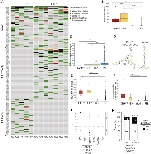 Mutational signatures in IGH+ and IGHUND HGBCL-DH-BCL2(-BCL6). A, Nonsynonymous SNVs for selected genes in IGH+ and IGHUND HGBCL-DH-BCL2(-BCL6; n = 12). Colors indicate gene variant features. B, Total number of single-nucleotide substitutions in IGHV rearrangements of HGBCL-DH-BCL2 (-BCL6), PB, and rLN B cell clones, counted by IgTreeZ-MTree. C, Minimum root-to-leaf path corresponding to the minimum number of mutations per sequence in IGHV rearrangements of HGBCL-DH-BCL2, PB, and rLN B-cell clones, measured by IgTreeZ-MTree. D, Representative lineage tree of an IGHUND HGBCL-DH-BCL2 clone. Yellow filled nodes represent sampled sequences. Numbers on edges indicate numbers of mutations between nodes; edges without a number represent one mutation. A lineage tree from a healthy GC B-cell clone is included for comparison. E, Numbers of leaves per dominant clone for the indicated (IGHUND and IGH+) HGBCL-DH-BCL2 and control (iLN and PB) samples, counted by IgTreeZ-MTree. F, Average number of children per node for the indicated tumoral and control samples counted by IgTreeZ-MTree. G, Mean and confidence intervals of selection scores (Σ) for CDR and FRW regions of clonal IGHV rearrangements from HGBCL-DH-BCL2(-BCL6) cases (n = 20), antigen-selected PB B cells and rLN B cells from healthy donors, as calculated by BASELINe. Selection scores were also calculated for clonal rearrangements of HGBCL-DH-BCL2(-BCL6)-associated nonmalignant B cells (NmB). Nonproductive (Np) IGHV rearrangements from healthy GC-experienced B-cell clones were included in the analyses as nonselected controls. H, Stacked bar histogram representing frequency of IGH+ and IGHUND HGBCL-DH-BCL2(-BCL6) cases acquiring N-linked glycosylation motifs within clonal IGHV rearrangements. Numbers above histogram indicate cases. P values were determined by the Mann–Whitney U test with Benjamini–Hochberg correction for multiple comparisons (B, C, E, and F): *, P < 0.05; ***, P < 0.001; ns, not significant.