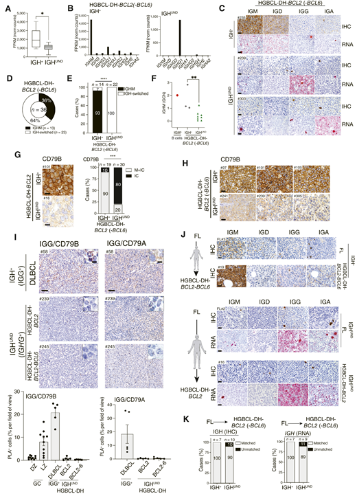 IGH silencing is restricted to IGH-isotype switched HGBCL-DH-BCL2. A, Box plot representation of median and 5th–95th percentile (whiskers) of class-specific IGH constant region transcript levels in IGH+ (white, n = 4) and IGHUND HGBCL-DH-BCL2 (gray, n = 10), measured by RNA-seq. B, Most abundant class-specific IGH constant region gene transcript levels in representative IGH+ (left) and IGHUND (right) HGBCL-DH-BCL2, quantified by RNA-seq. C,In situ detection of class-specific IGH protein (IHC) and transcripts (RNA-scope) in representative IGH+ (top) and IGHUND (middle and bottom) HGBCL-DH-BCL2(-BCL6; n = 34). D, Frequency of HGBCL-DH-BCL2(-BCL6; n = 36) analyzed by RNA-scope and/or RNA-seq, divided according to IGH isotype choice. Central number refers to cases analyzed. E, Stacked histograms representing frequency of cases expressing IGHM or IGH-switched transcripts among IGH+ and IGHUND HGBCL-DH-BCL2(-BCL6; n = 36). F, Normalized IGHM GCN in representative IGH+ (n = 3; gray circles) and IGHUND (n = 8; green triangles) HGBCL-DH-BCL2(-BCL6), measured by genomic qPCR. A pool of FACS-sorted IGM+ circulating B cells (red circle) from n = 1 donor controlled for two IGHM gene copies. G, CD79B IHC in representative IGH+ and IGHUND HGBCL-DH-BCL2. Histograms summarize CD79B distribution scores in HGBCL-DH-BCL2(-BCL6; n = 49), discriminating intracellular (IC) from plasma membrane (M) immunoreactivity. H, Reduced CD79B protein levels in representative IGHUND HGBCL-DH-BCL2(-BCL6; n = 30, bottom) as compared with IGH+ (n = 19, top) counterparts, measured by IHC. I, IGG/CD79B (left) or IGG/CD79A (right) protein complexes in one IGG-switched IGH+ DLBCL (top) and in two IGHUND HGBCL-DH-BCL2(-BCL6; middle/bottom), measured by PLA. Insets represent sections photographed at high magnification. Histograms indicate mean frequency (±SEM) of PLA+ lymphoma cells in n = 5 independent fields of view (black circles). CD79B/IGG complexes quantified in GC DZ and LZ areas served as reference. J, IGH IHC (n = 17) and in situ RNA analyses (n = 16) for representative IGH+ (top) and IGHUND (middle/bottom) FL-HGBCL-DH-BCL2(-BCL6) metachronous specimens. K, Correspondence of IGH class choice between FL and metachronous/synchronous HGBCL-DH-BCL2(-BCL6) cases, assessed by IHC (left) and RNA-scope (right). Numbers above histograms refer to cases. Scale bars, 20 μm (C, H, and J), 10 μm (G), 100 μm (I), and 10 μm for all insets (I). P values were determined by an unpaired t test (A and F) or Fisher exact test (E and G): *, P < 0.05; **, P < 0.01; ***, P < 0.001; ****, P < 0.0001.