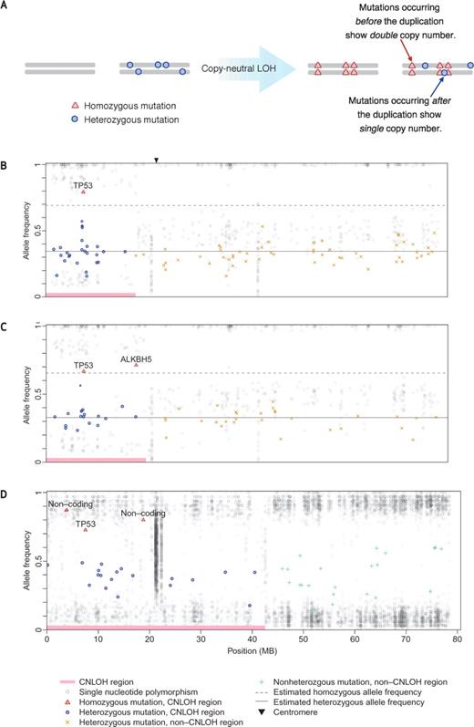 Figure 1. Loss of second TP53 wild-type allele precedes simple mutations in cSCCs and ovarian cancers. A, schematic for acquisition of discretely higher copy number for mutations preceding a regional duplication, enabling temporal ordering of mutations during tumorigenesis. For representative samples, mutant allele frequency (y-axis) is shown plotted against physical position on chromosome 17 (x-axis) for cSCCs (B and C) and ovarian cancers (D). More than 50 independent reads were required for inclusion of a mutation. Estimated allele frequencies are shown as lines for heterozygous (solid) and homozygous (dotted) mutations. Regions without CN-LOH in ovarian cancers often show complex ploidy, generating greater variance in mutation frequency; these simple frequency estimates were therefore not applied. Mutation frequencies are centered below 1.0 for homozygotes and 0.5 for heterozygotes because of the effects of partial dilution with nontumorous cells (see Supplementary Methods for more details).