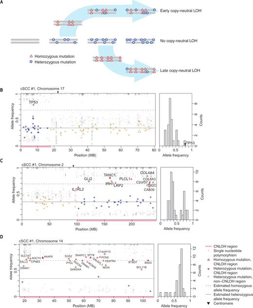 Figure 2. Conceptual framework for temporal ordering of chromosomal aberrations. A, schematic for differential mutant allele frequencies in areas of CN-LOH, based on relative age of chromosomal event during tumorigenesis. Earlier events allow greater time for accumulation of heterozygous mutations, whereas later events are predominated by homozygous mutations. Three events are ordered in a single sample, with the earliest on chromosome 17 (B), later on chromosome 2 (C), and last on chromosome 14 (D). Relative mutant allele frequency (y-axis) is plotted against chromosomal physical position (x-axis) for cSCCs. To the right of each panel, a histogram of mutant allele frequencies for each CN-LOH event shows density (y-axis) plotted against allele frequency (x-axis). A modified binomial distribution function (see Supplementary Methods) distinguishes the proportion of heterozygote and homozygote mutant frequencies ρ, ordering duplications in chromosome 17 (0.00–0.12), chromosome 2 (0.17–0.45), and chromosome 14 (0.65–0.94).
