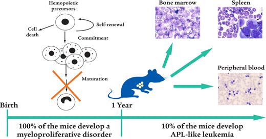 Figure 1. Modeling APL in the mouse. Transgenic mice, in which the human PML-RARα fusion gene is under the control of the regulatory elements of the myeloid/promyelocytic specific cathepsin-G gene, develop leukemias with classic APL features.