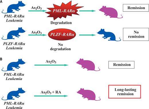 Figure 2. Preclinical trials in mouse models of APL. A, mouse models of APL respond differentially to As2O3. PLZF-RARα leukemia proved resistant to therapy as it was resistant to RA as single agent. By contrast, PML-RARα leukemia proved exquisitely sensitive to As2O3, which triggers the degradation of the fusion protein, suggesting that this drug could be used successfully in large-scale clinical trials. B, treatment of PML-RARα mice with RA and As2O3 in combination leads to a longer lasting remission compared to the treatment with As2O3 alone. Blue, sick; purple, healthy.