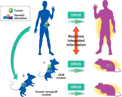 Figure 3. The co-clinical trial project. Synchronizing preclinical with clinical trials to be run in parallel in human patients and mouse models, either GEM models (1) or human xenograft models (2), will allow real-time integration of information. Blue, sick; purple, healthy.