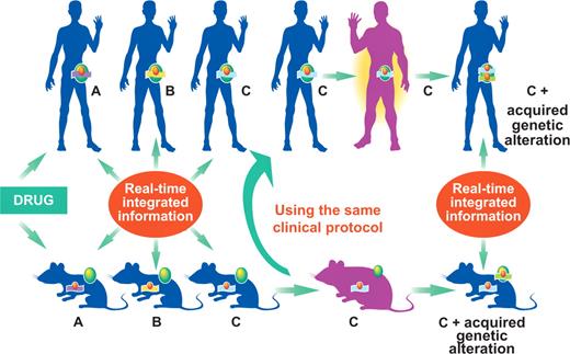 Figure 4. Co-clinical trials in patients and in mouse models of human cancer. The same drug and exactly the same protocol will be utilized in mouse models and human patients. Data will be accrued and analyzed in parallel toward disease stratification in primary tumors as well as in acquired treatment resistance. Blue, sick; purple, healthy.