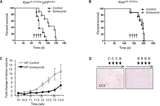 Figure 5. Bortezomib increases survival in KP mice. A and B, Kaplan–Meier survival curve of vehicle control and bortezomib-treated KP (A) and K (B) mice. Arrows indicate weekly 1 mg/kg bortezomib regimen. C, quantification of lung tumor volume of control- and bortezomib-treated KP mice. From 10 weeks after Adeno-Cre infection, lungs were imaged by microCT to measure individual tumor volumes (n = 4). Data points represent means of fold change and SD relative to 10 weeks (set to 1). Arrows indicate bortezomib injection. D, CC3 staining (×200) in lung tumors receiving 3 doses of control (“C”) and 1 final dose of bortezomib (“B,” left) or 4 doses of bortezomib (right). Tumors were harvested 48 hours after the last treatment (n = 4).