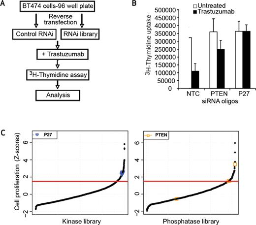 Figure 1. siRNA screen validation. A, schematic representation of the screen format. B, screening conditions were optimized using PTEN and p27 siRNA as positive controls. Both PTEN and p27 siRNA cause increased proliferation in the presence of trastuzumab. C, Z-scores of individual siRNA oligonucleotides from human kinases (left) and phosphatases (right). Z-scores above 1.5 (red line, 1.5 standard deviations above the plate mean) were considered hits. p27 (blue triangles) and PTEN (yellow squares) were both in the library and all 4 oligonucleotides targeting each gene are marked on the graph.