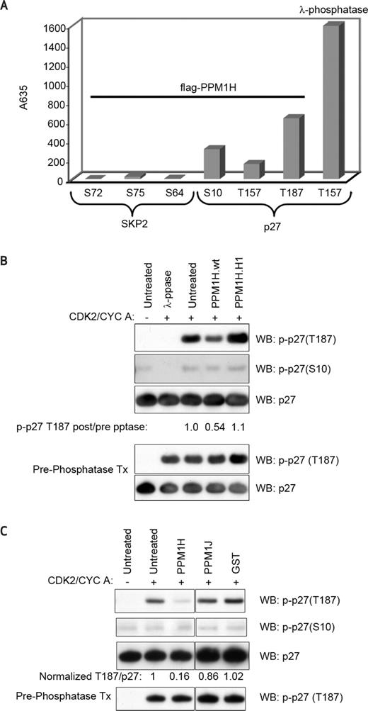 Figure 4. PPM1H is a p27-T187 phosphatase. A, recombinant FLAG-PPM1H activity was tested on p27 and SKP2 phosphopeptides in a phosphate release assay. λ-Phosphatase was used as a positive control. Activity was observed only on p27, particularly at the T187 site. B and C, recombinant PPM1H activity was examined on HA-p27 pretreated with CDK2/cyclin A to phosphorylate the T187 site of p27. One-tenth of the kinase reaction was examined to ensure equal p27 phosphorylation (Pre-Phosphatase Tx). B, recombinant FLAG-PPM1H and FLAG-PPM1H-H153L were tested in a phosphatase reaction. C, recombinant GST-PPM1H and GST-PPM1J were tested in a phosphatase reaction.