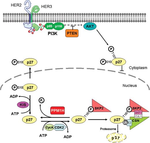 Figure 6. Model of PPM1H regulation of p27. The evidence suggests that PPM1H is a phosphatase for the T187 site on p27. By dephosphorylating p27, PPM1H would promote p27 stability. As such, loss of PPM1H would be expected to destabilize p27 and promote proliferation.