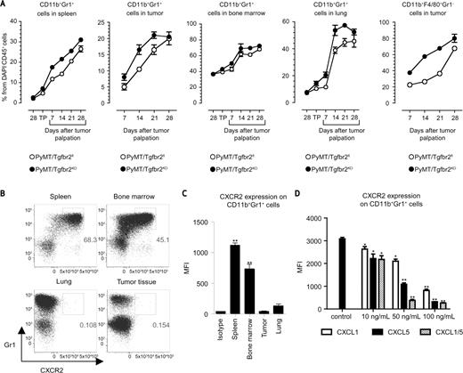 Figure 1. Expansion and phenotype of myeloid cells in tumor-bearing mice. A, quantitative data for the presence of TAMs (CD11b+F4/80+Gr1−) and MDSCs (CD11b+Gr1+) in spleen, lung, bone marrow, tumor. “28” indicates 28 days of age, “TP,” day when tumor was palpated. Five mice per group were analyzed. *P < 0.05. B, flow cytometry analysis of CXCR2 expression on CD11b+Gr1+ cells in PyMT/Tgfbr2fl mice and quantitative data, C, at 1 week after tumor palpation. Plots are gated as CD45+CD11b+DAPI− cells. D, geomean fluorescence intensity (MFI) of CXCR2-APC on CD11b+Gr1+ cells. Gr1+ cells were isolated by Gr1 magnetic microbeads from spleen of PyMT/Tgfbr2KO mice at the 28th day of tumor progression. 5 × 105 cells were incubated for 24 hours with different concentrations of CXCL chemokines. Five mice per group were analyzed.