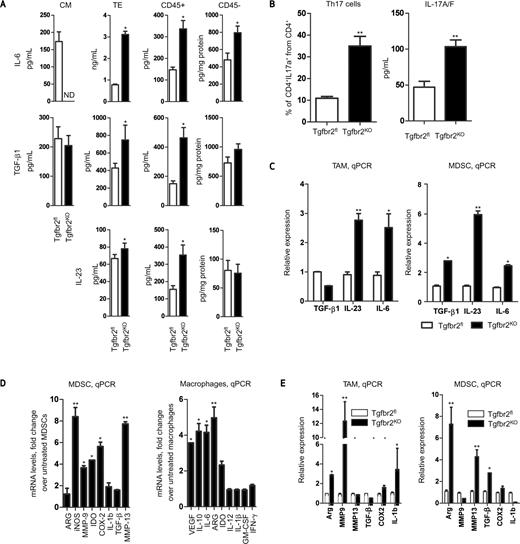 Figure 3. Epithelial loss of TβRII results in increased Th17 cell development. A, data from ELISA analysis of IL-6, IL-23, and TGF-β1. Cultured carcinoma cells (1 × 105/mL) were incubated for 24 hours in DMEM + 5% FBS. Tumor explants were prepared as described in the Methods. CD45+ and CD45− cells were isolated by CD45 magnetic microbeads and incubated for 24 hours in 1 × 106/mL in RPMI + 10% FBS. CM, conditional medium of carcinoma cells; TE, tumor explant. B, quantitative data of CD4+ T cells isolated from tumor tissue of PyMT/Tgfbr2fl and PyMT/Tgfbr2KO mice on day 9 of tumor progression. Before flow cytometry analysis, cells were incubated for 6 hours with CD3/CD28 beads (left). Isolated CD4+ cells from tumor tissue of PyMT/Tgfbr2fl and PyMT/Tgbfr2KO mice were incubated for 24 hours with CD3/CD28 microbeads and then the levels of IL-17A/F in conditional medium were measured by ELISA following the manufacturer's protocol (right). Data correspond to the mean ± SEM of 3 individual mice from 3 experiments. C, qPCR of TGF-β1, IL-23 (p19), and IL-6 from sorted TAMs (left) and MDSCs (right) from tumor tissue of PyMT/Tgfbr2fl and PyMT/Tgfbr2KO mice on day 9 of tumor progression. Cells were sorted by FACSAria. D, MDSCs (CD11b+Gr1+) were isolated from spleen of MMTV-PyMT FVB tumor-bearing mice by magnetic microbeads (Gr1) and then incubated for 24 hours with IL-17 (10 ng/mL), then total RNA was isolated and expression of genes was analyzed by qRT-PCR. The fold change in expression by treated vs. untreated cells is shown (left). Monocytes were differentiated from bone marrow of naïve FVB mice in presence of macrophage colony-stimulating factor (10 ng/mL). Suspension cells were removed and attached cells were harvested by trypsin and analyzed. One portion of cells was analyzed by flow cytometry with the CD11b marker. The remaining cells were incubated for 24 hours with IL-17 (10 ng/mL), and then total RNA was isolated and expression of genes was analyzed by qRT-PCR. The -fold change in expression by treatment over untreated cells is shown (right). Data correspond to the mean ± SEM of 3 individual mice from 2 experiments. E, CD11b+F4/80+Gr1− cells (TAMs) and CD11b+Gr1+ cells (MDSCs) were sorted by FACSAria from tumor tissue of PyMT/Tgfbr2fl and PyMT/Tgfbr2KO mice on day 9 of tumor progression. Total RNA was isolated immediately after sorting and expression of genes was analyzed by qRT-PCR. Data correspond to the mean ± SEM of 2–3 individual mice from 3 experiments. PyMT/Tgfbr2fl is Tgfbr2FL, and PyMT/Tgfbr2KO is Tgfbr2KO. ND, not detected. *P < 0.05; **P < 0.01.